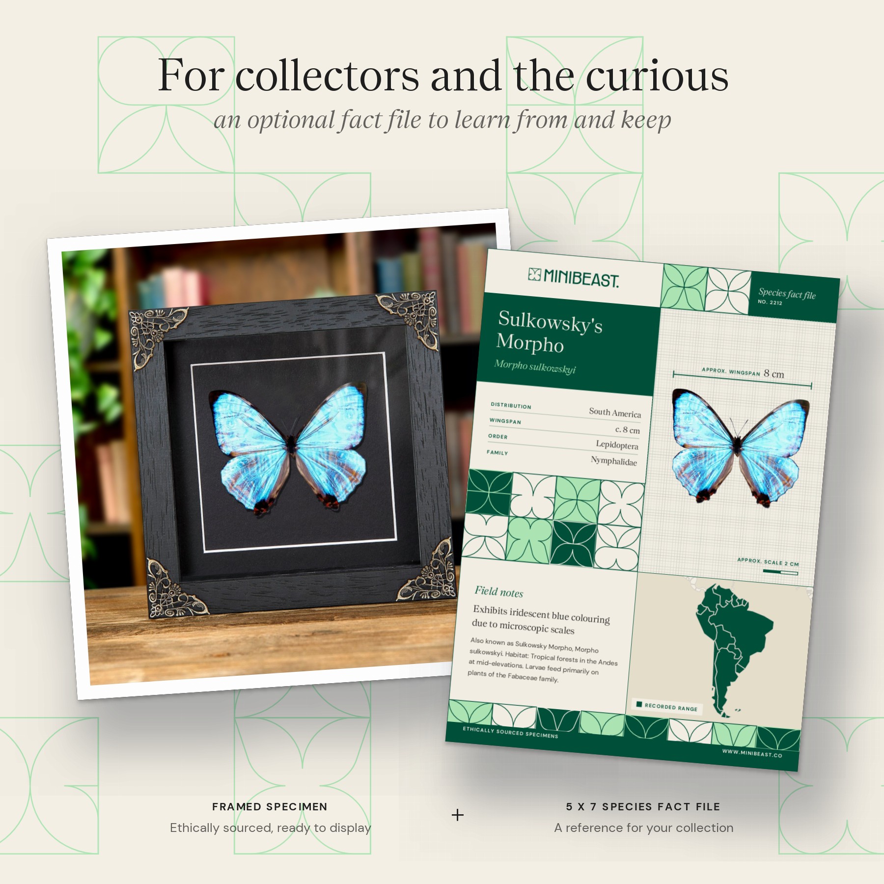 Minibeast Sulkowsky's Morpho Butterfly In Baroque Style Frame (Morpho sulkowskyi)