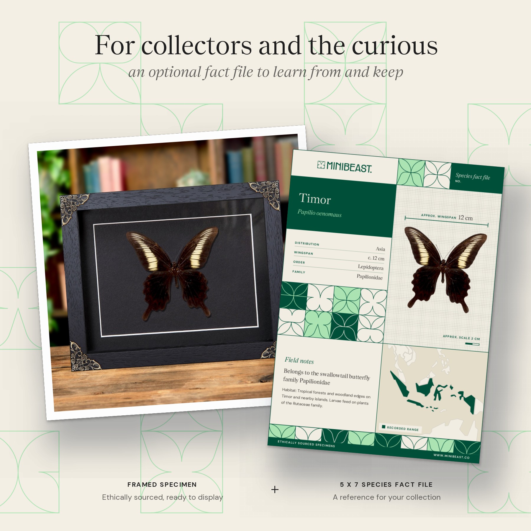 Minibeast Papilio oenomaus In Baroque Style Frame (Papilio oenomaus)