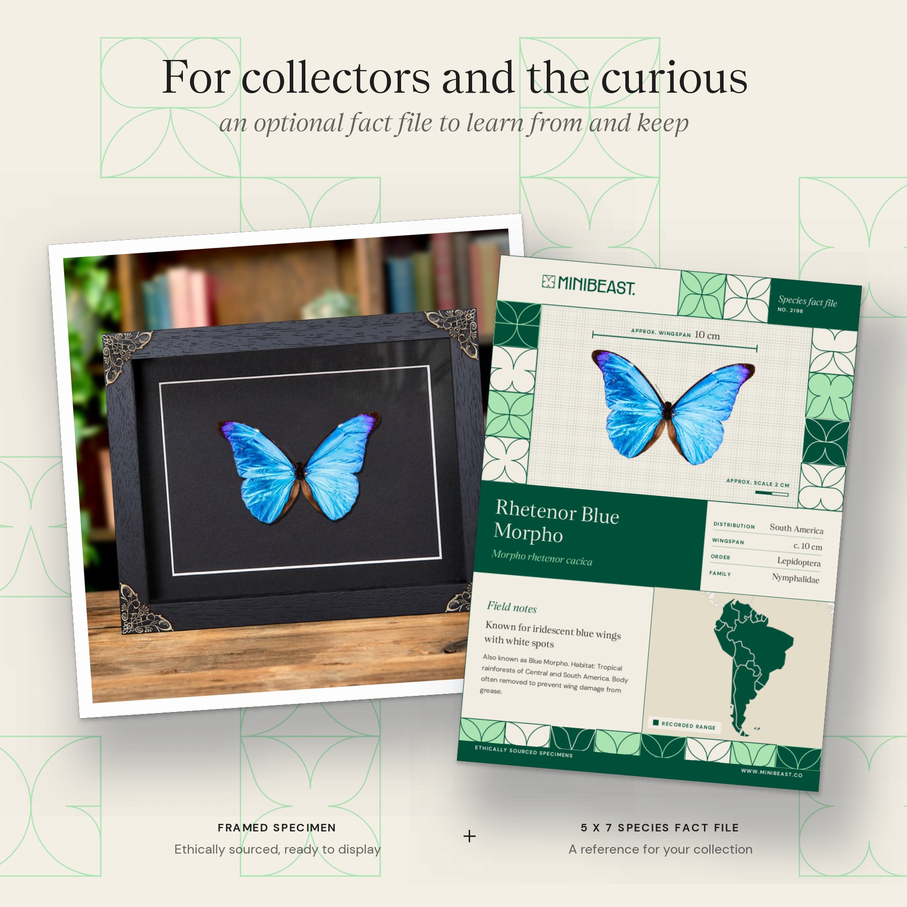 Minibeast Rhetenor Blue Morpho Butterfly In Baroque Style Frame (Morpho rhetenor cacica)