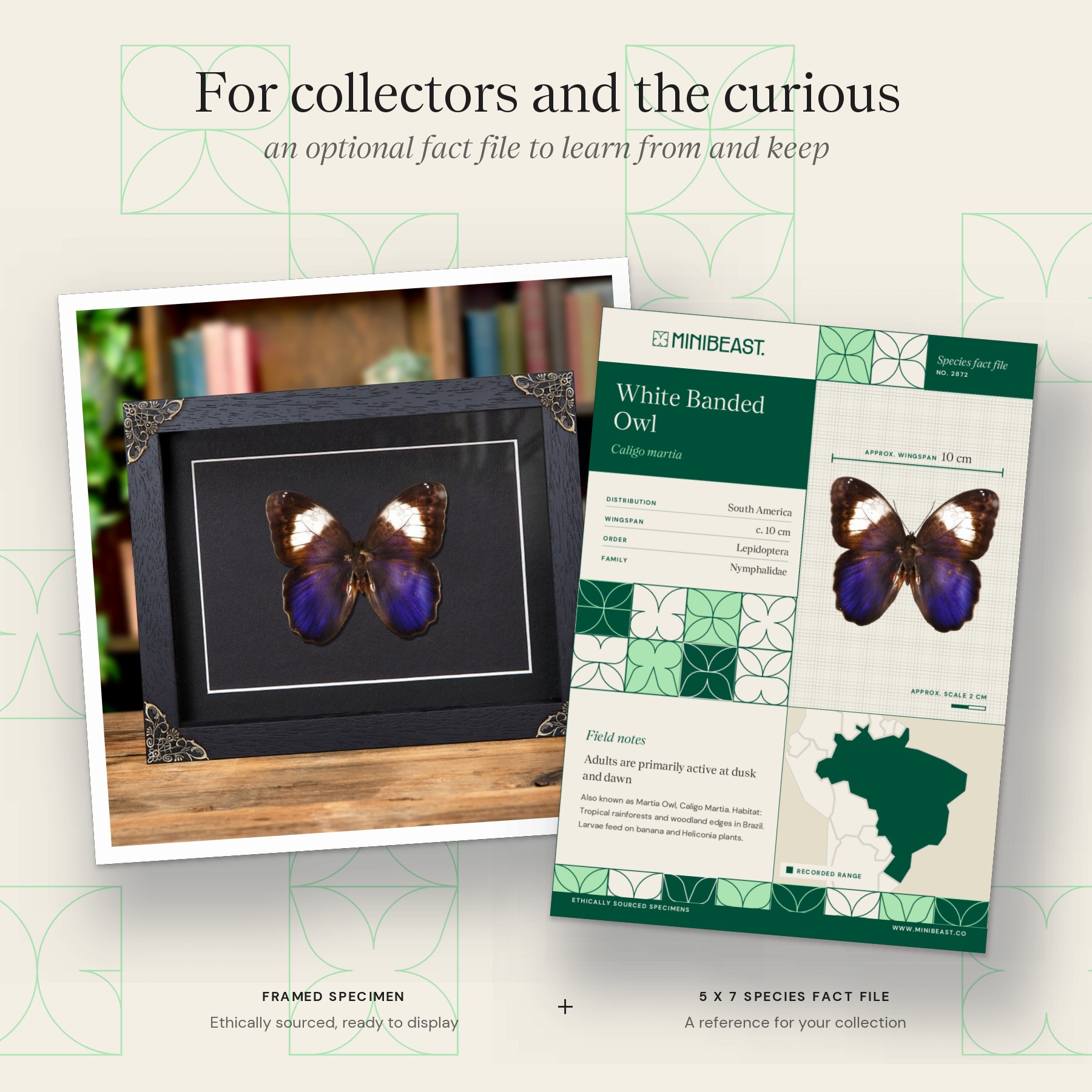 Minibeast White Banded Owl Butterfly In Baroque Style Frame (Caligo martia)