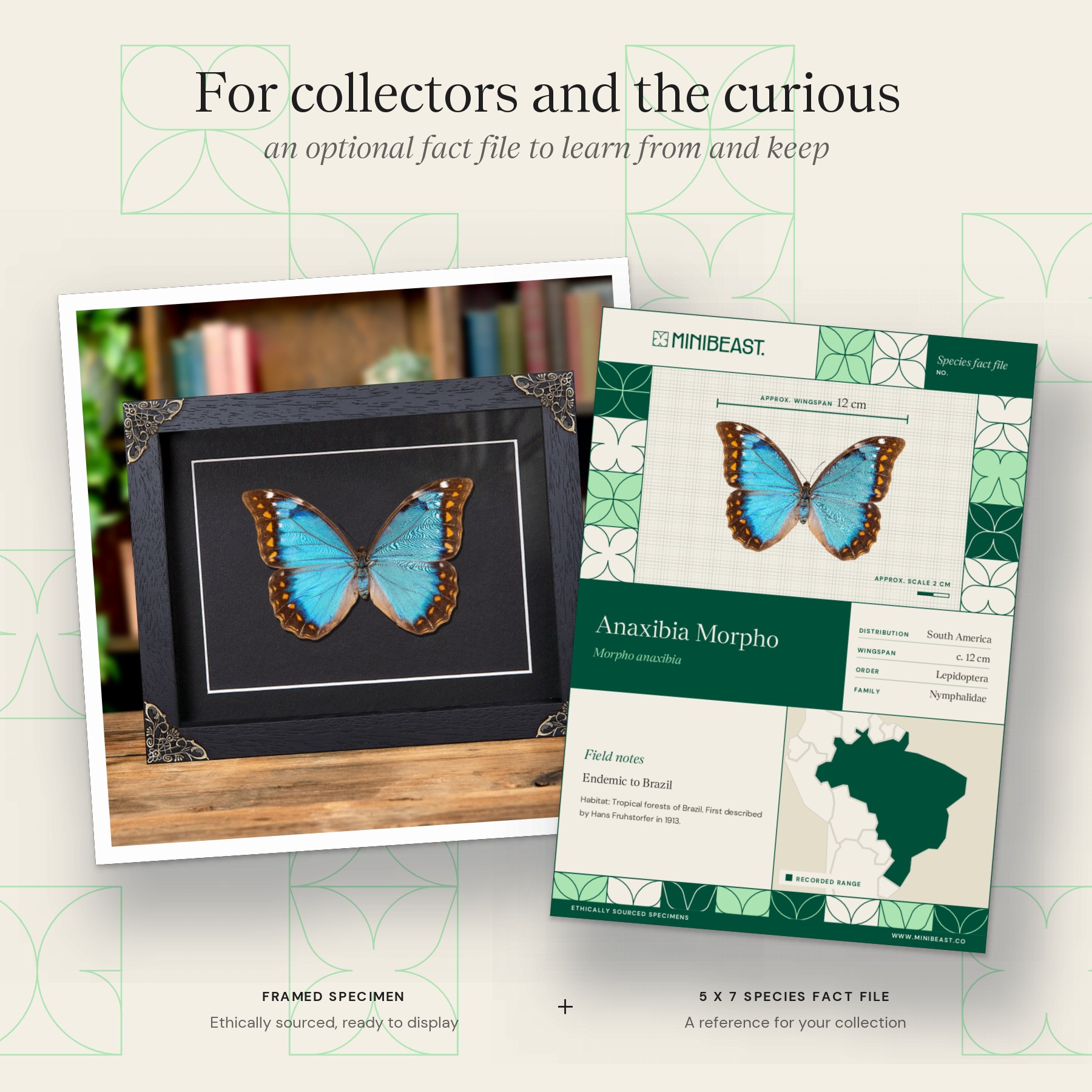 Minibeast Female Anaxibia Morpho Butterfly In Baroque Style Frame (Morpho anaxibia)