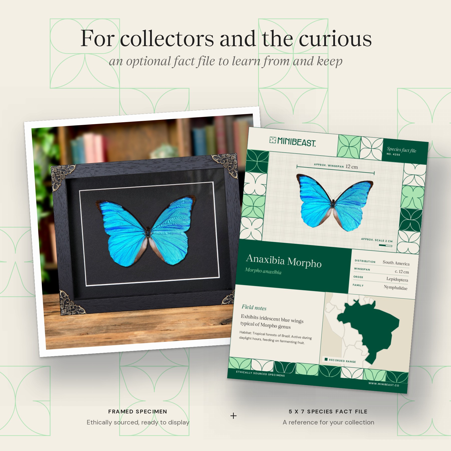 Minibeast Anaxibia Morpho Butterfly In Baroque Style Frame (Morpho anaxibia)