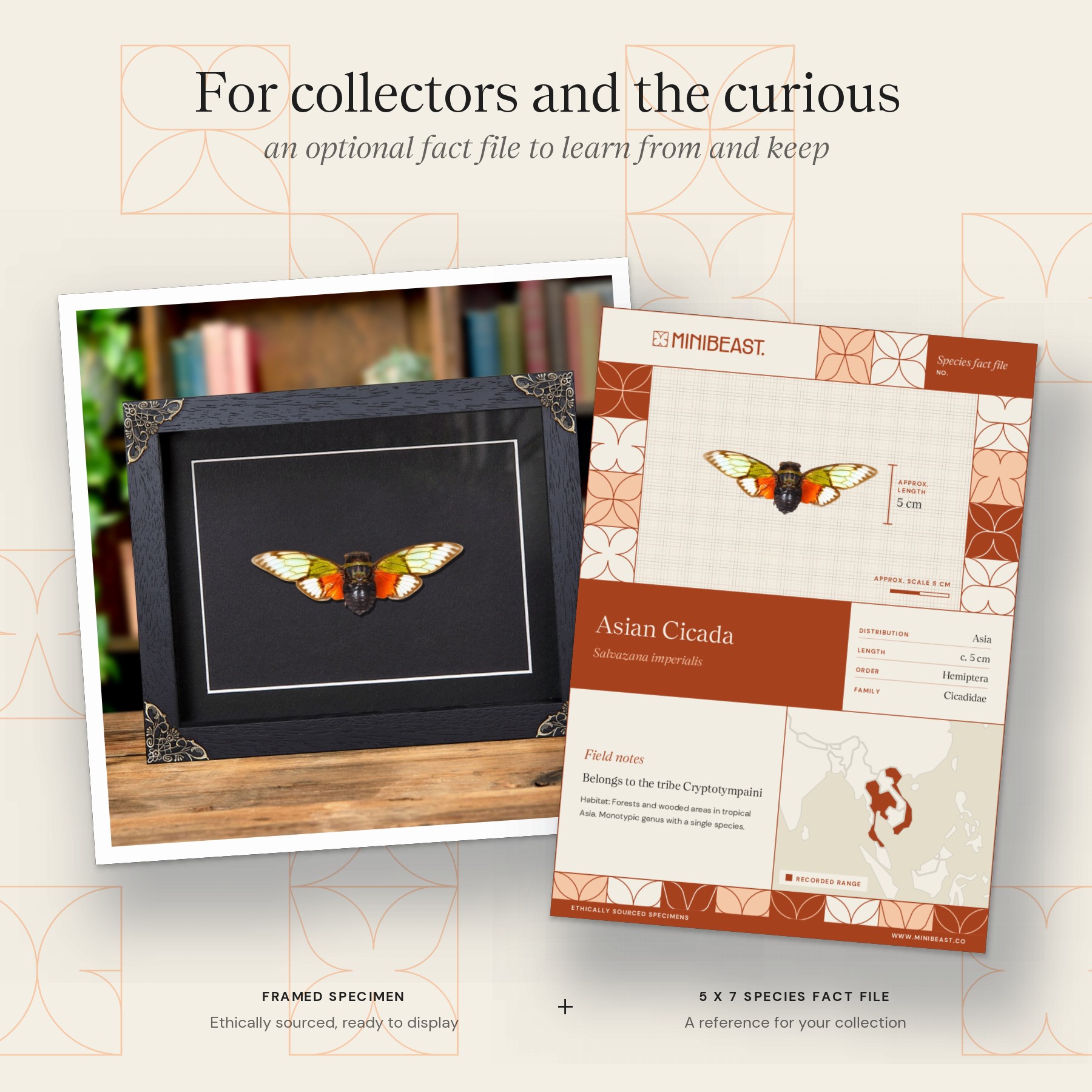 Minibeast Asian Cicada In Baroque Style Frame (Salvazana imperialis)