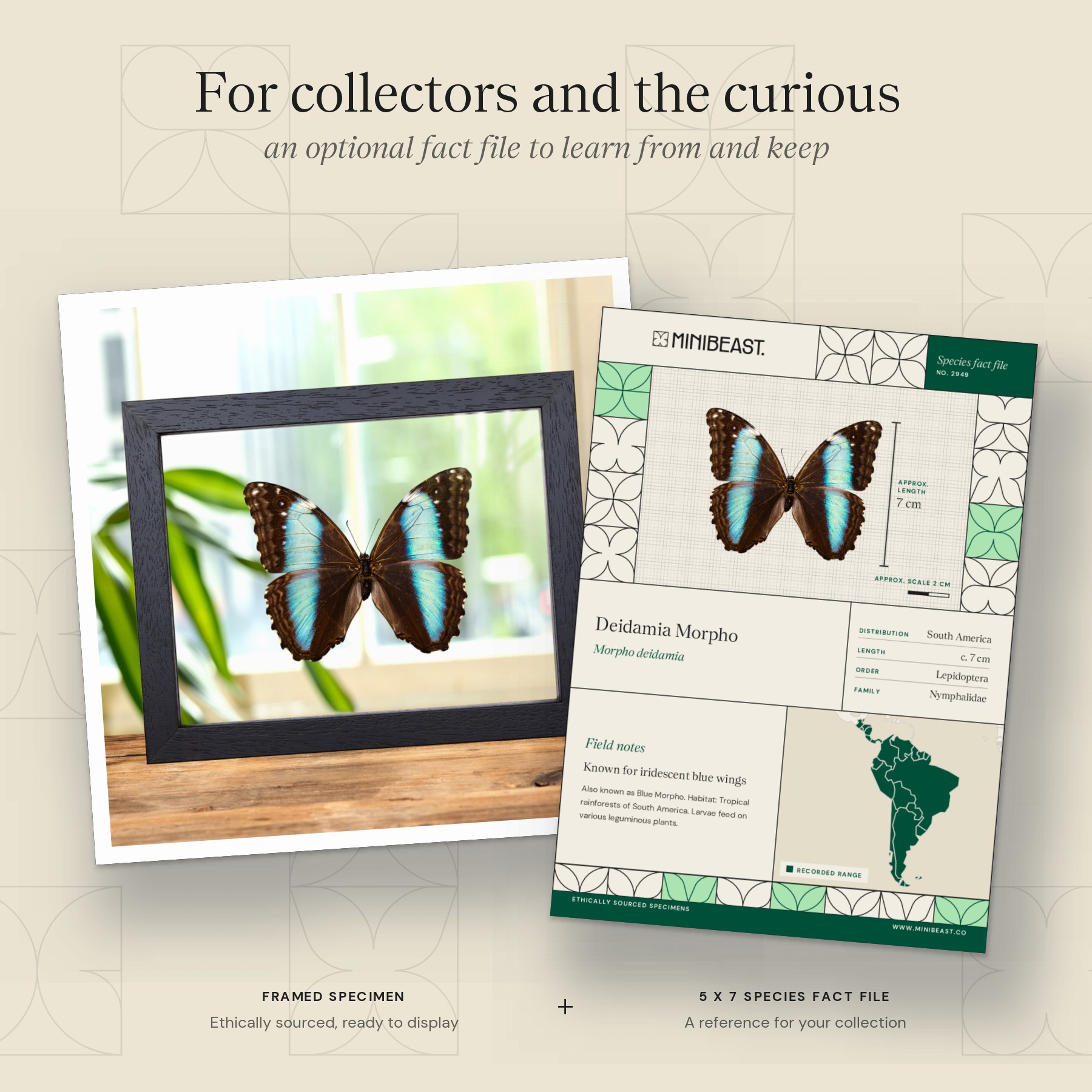 Minibeast Female Deidamia Morpho Butterfly In Clear Glass Frame (Morpho deidamia)