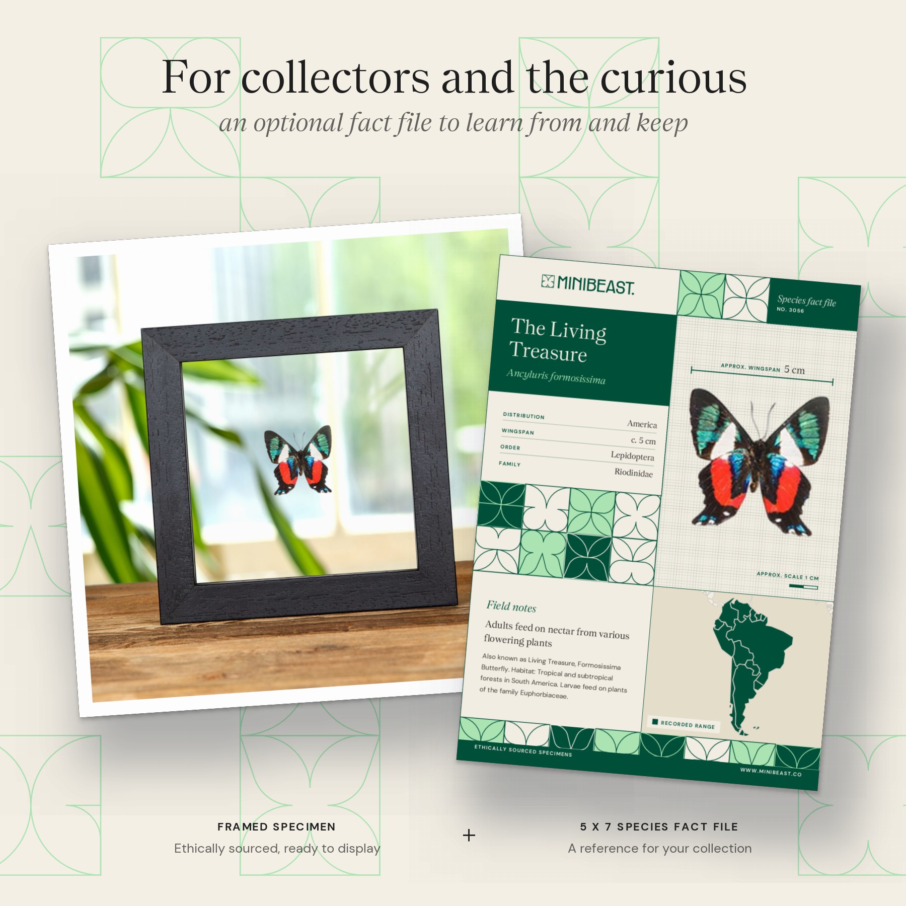 Minibeast The Living Treasure Butterfly Ventral Side In Clear Glass Frame (Ancyluris formosissima)