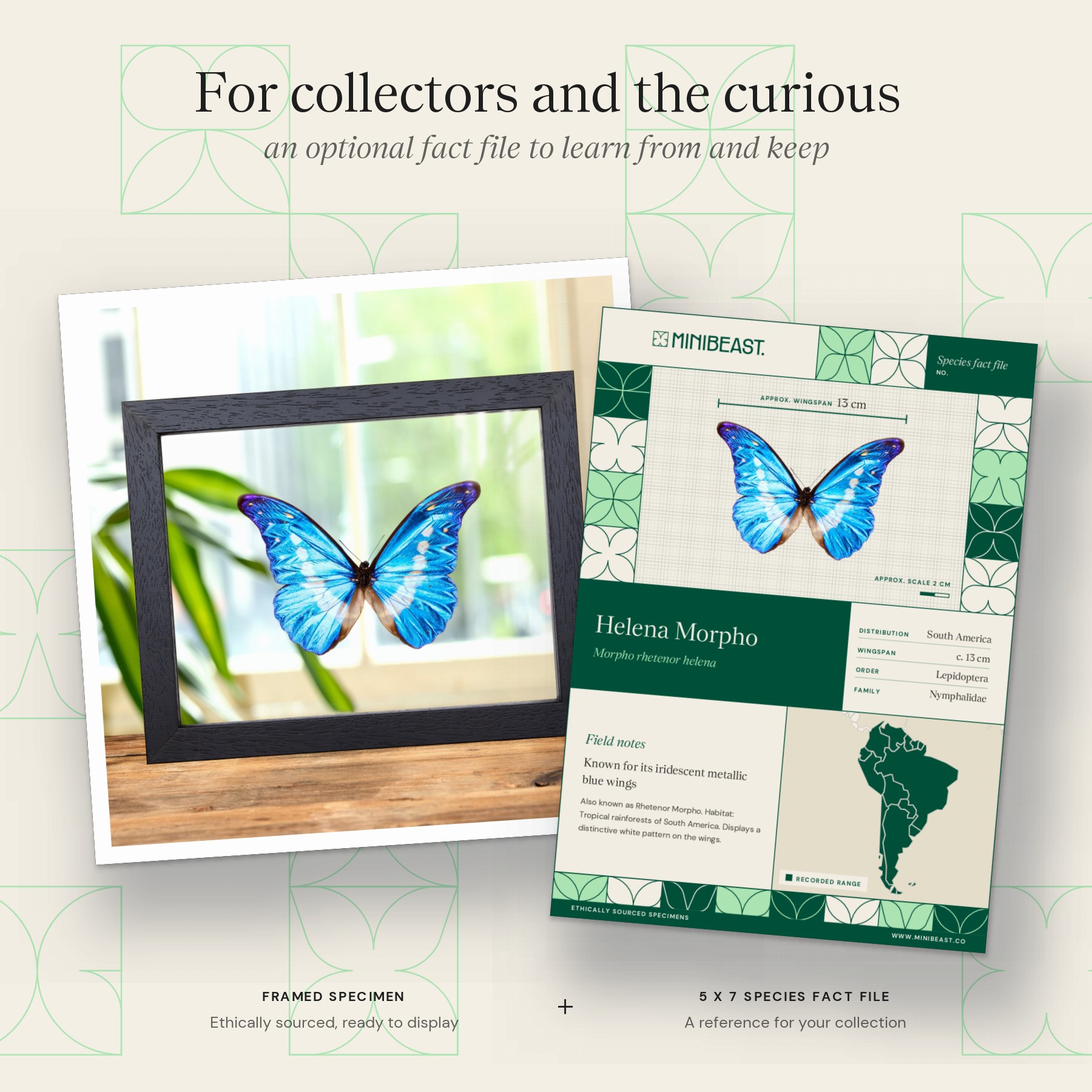 Helena Morpho Butterfly In Clear Glass Frame (Morpho rhetenor helena) Minibeast Helena Morpho Butterfly In Clear Glass Frame (Morpho rhetenor helena)