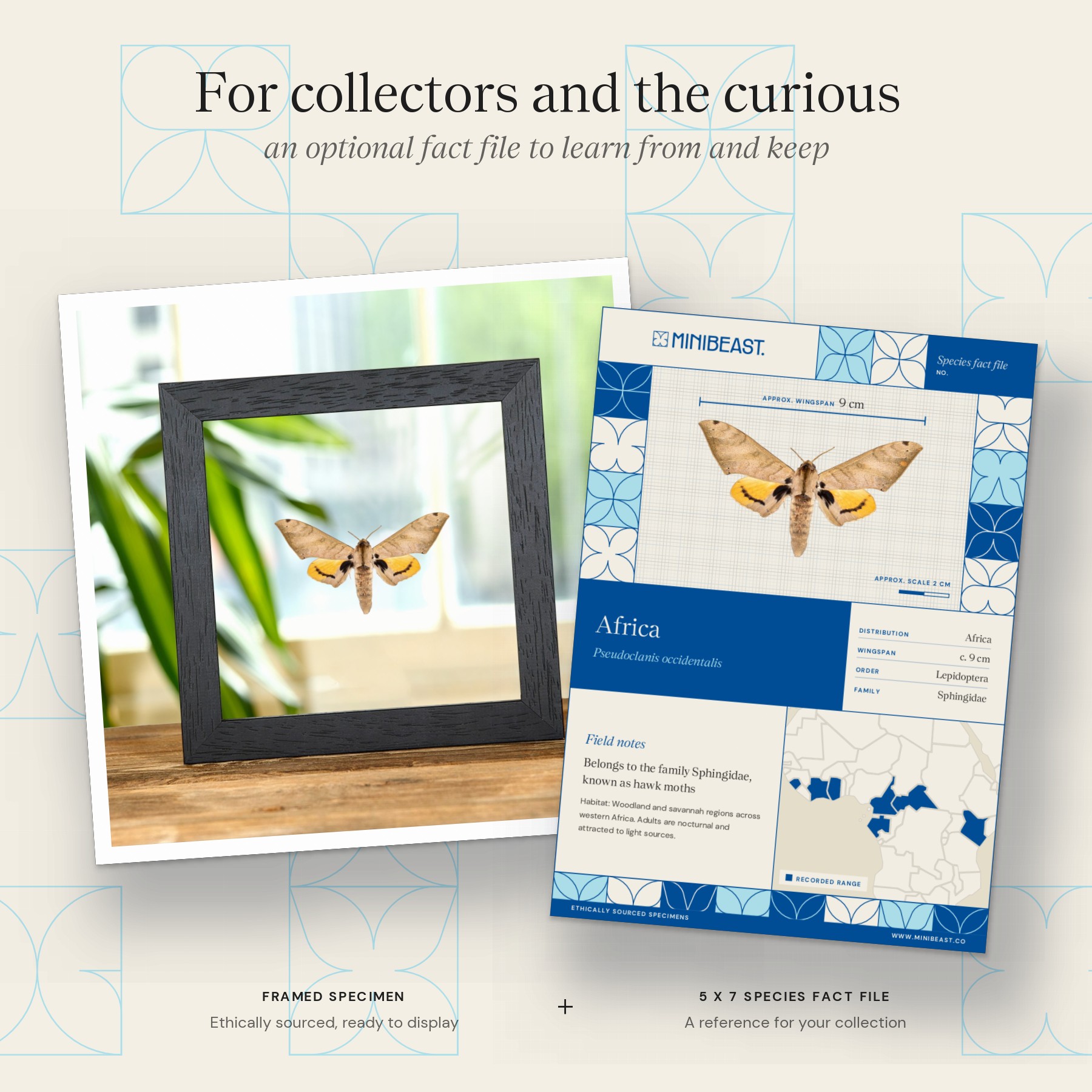 Minibeast Pseudoclanis occidentalis Moth In Clear Glass Frame from Africa