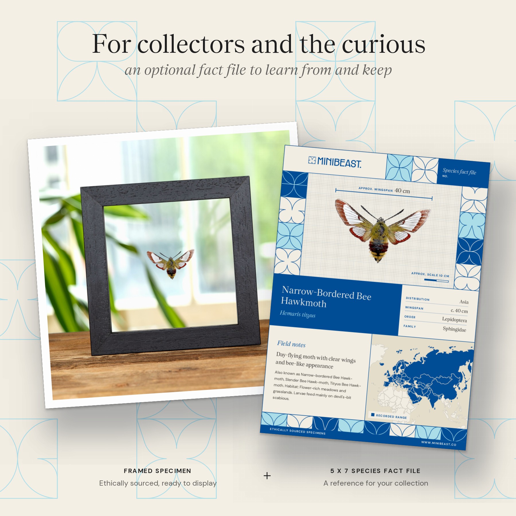 Minibeast Narrow-Bordered Bee Hawkmoth In Clear Glass Frame (Hemaris tityus)