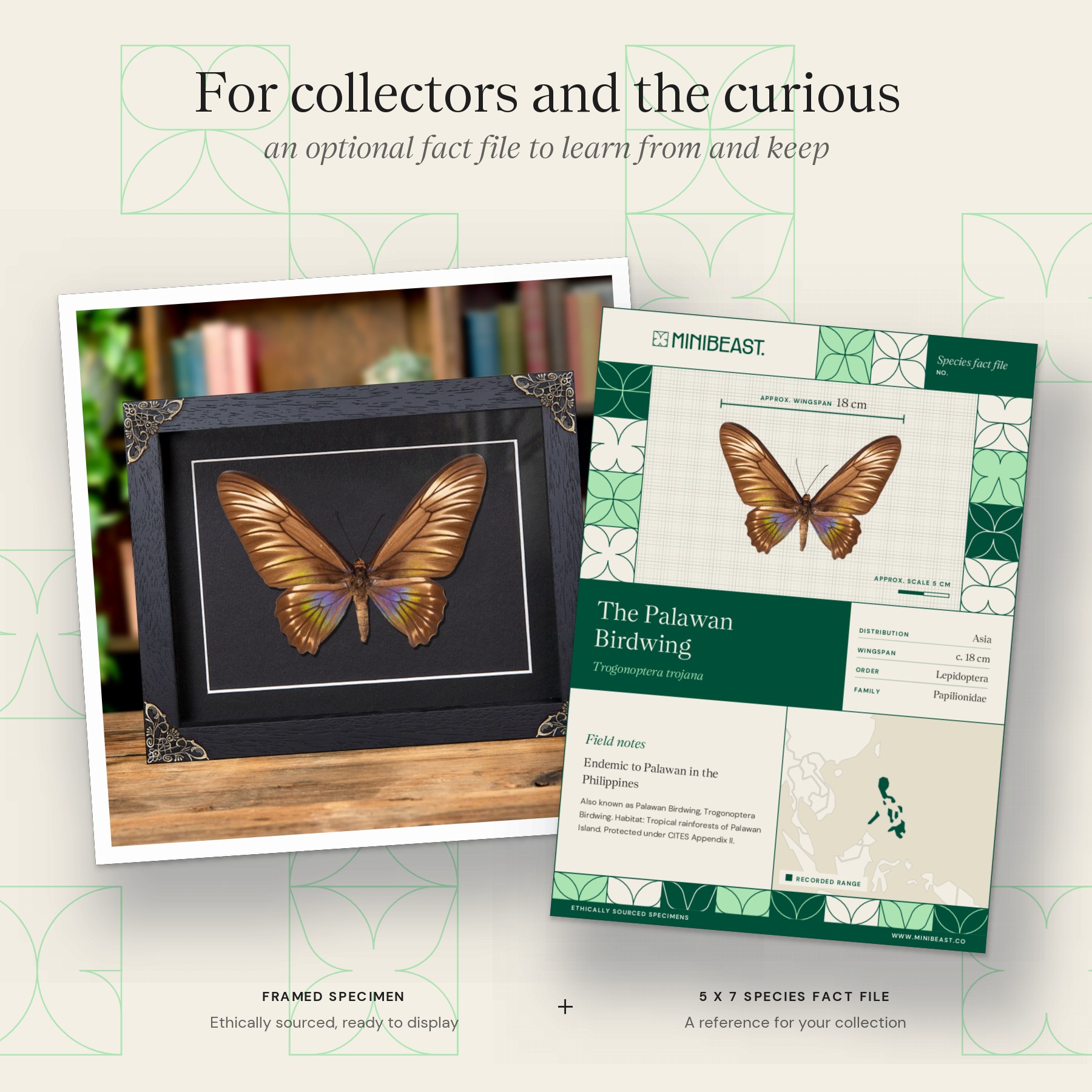 Minibeast Female Palawan Birdwing Butterfly In Baroque Style Frame (Trogonoptera trojana)