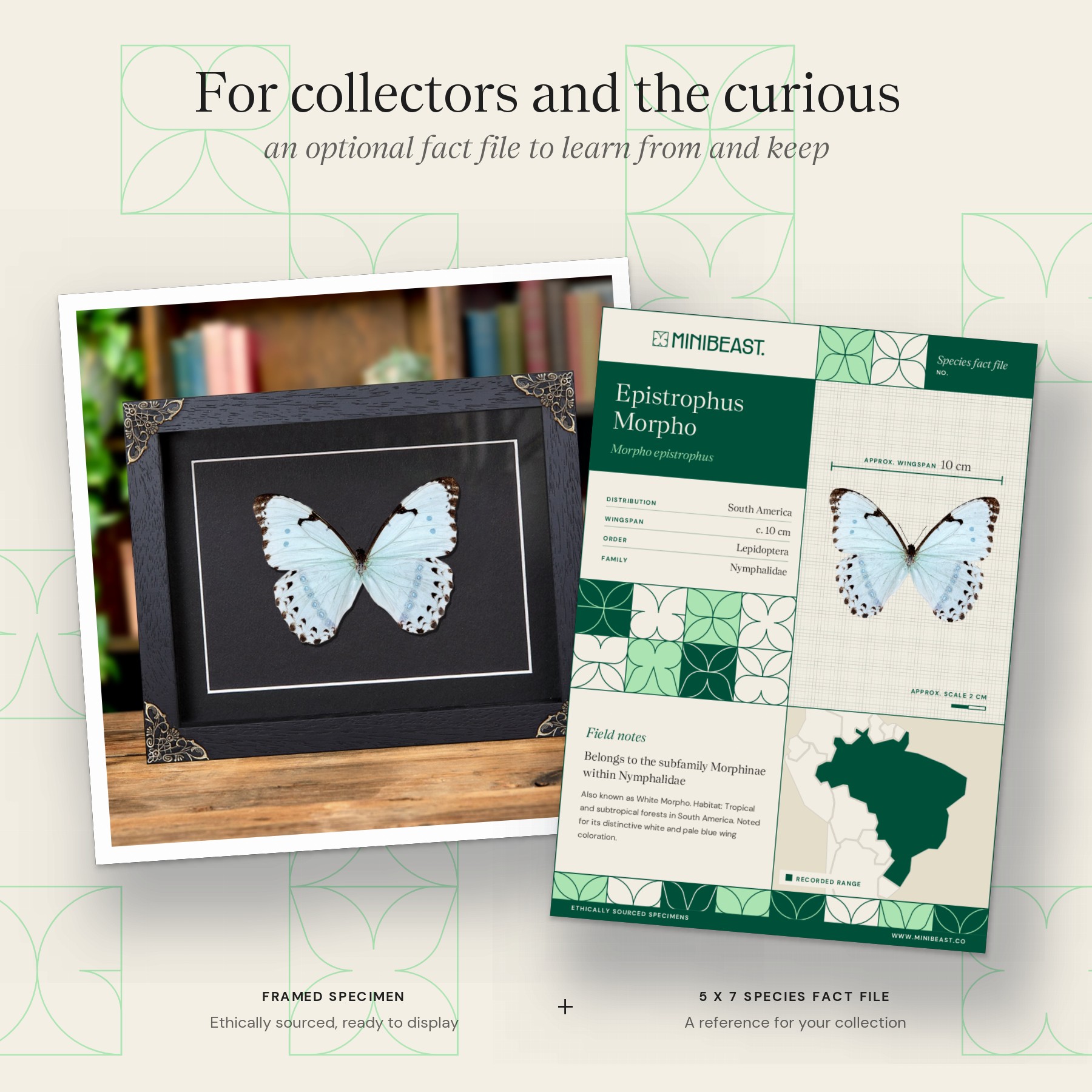 Minibeast Epistrophus Morpho In Baroque Style Frame (Morpho epistrophus)