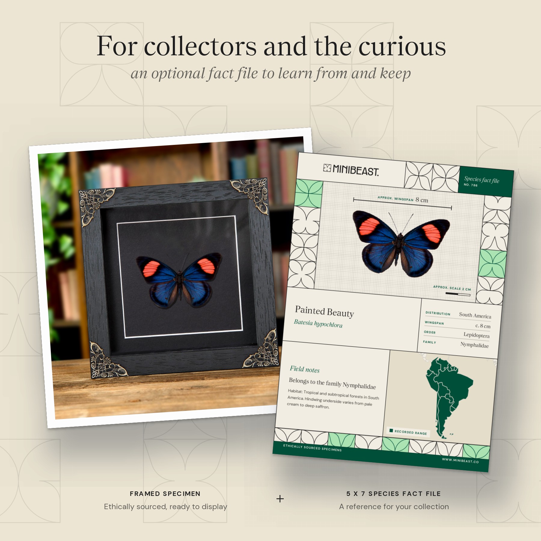 Minibeast Painted Beauty Butterfly In Baroque Style Frame (Batesia hypochlora)