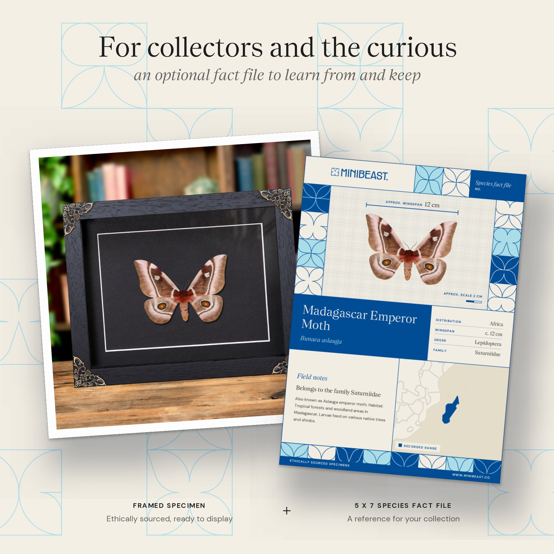Minibeast Madagascar Emperor moth In Baroque Style Frame (Bunaea aslauga)