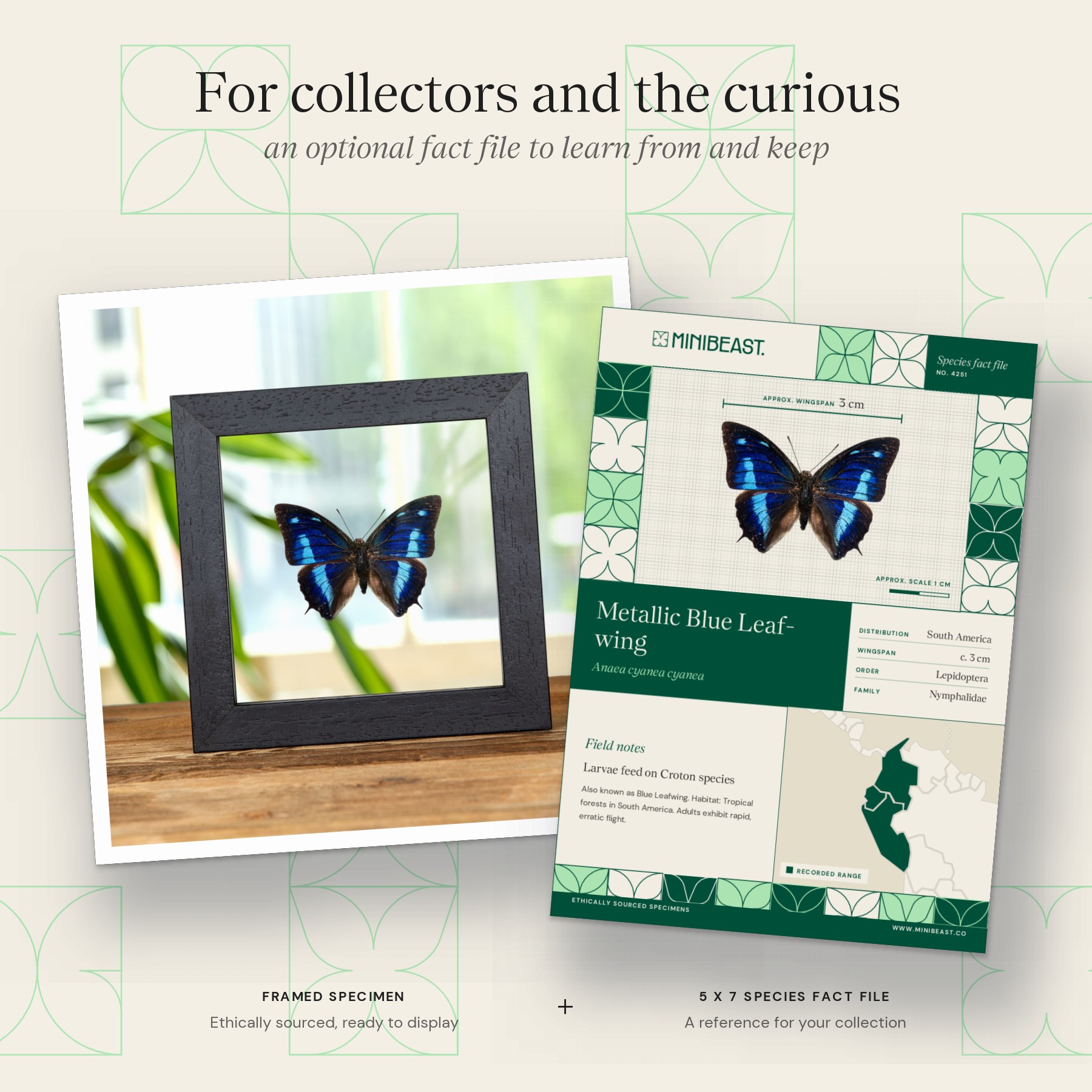 Minibeast Metallic Blue Leaf-wing Butterfly In Clear Glass Frame (Anaea cyanea cyanea)