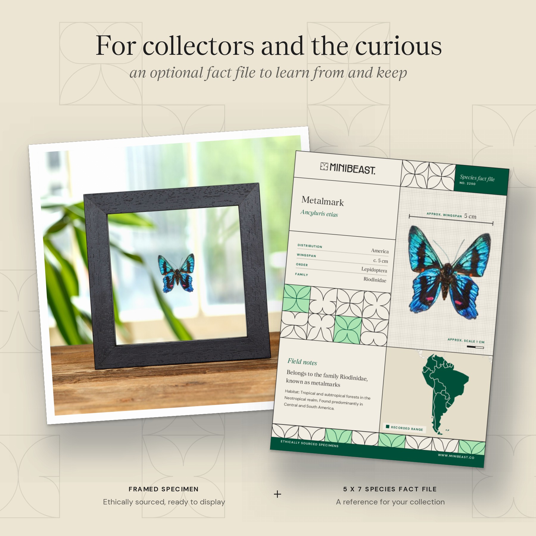 Minibeast Metalmark Butterfly In Clear Glass Frame (Ancyluris etias)