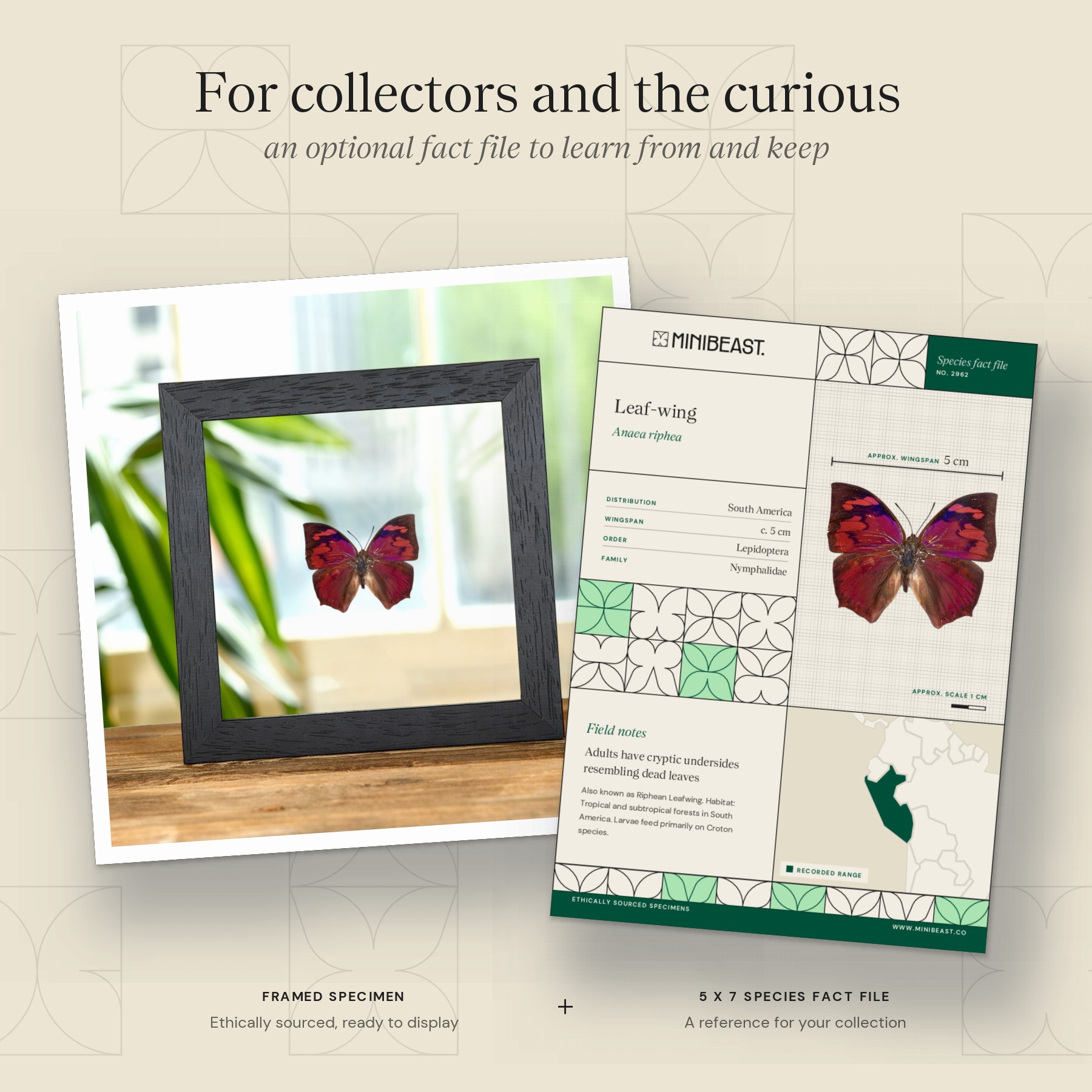 Minibeast Leaf-wing Butterfly In Clear Glass Frame (Anaea riphea)