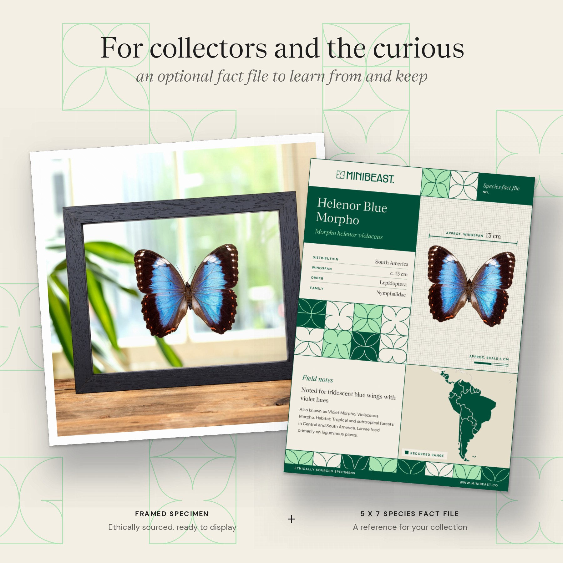 Minibeast Helenor Blue Morpho Butterfly In Clear Glass Frame (Morpho helenor violaceus)