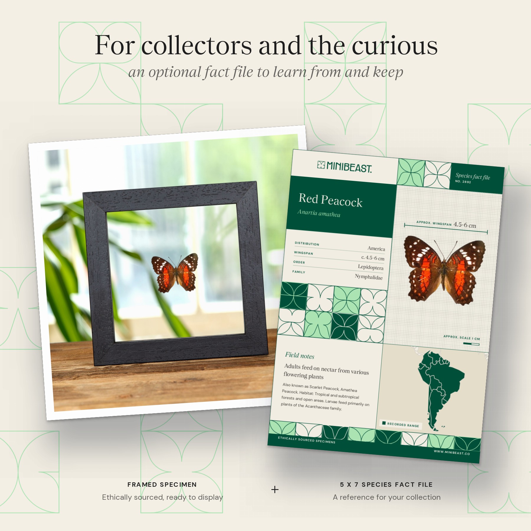 Minibeast Red Peacock Butterfly In Clear Glass Frame (Anartia amathea)