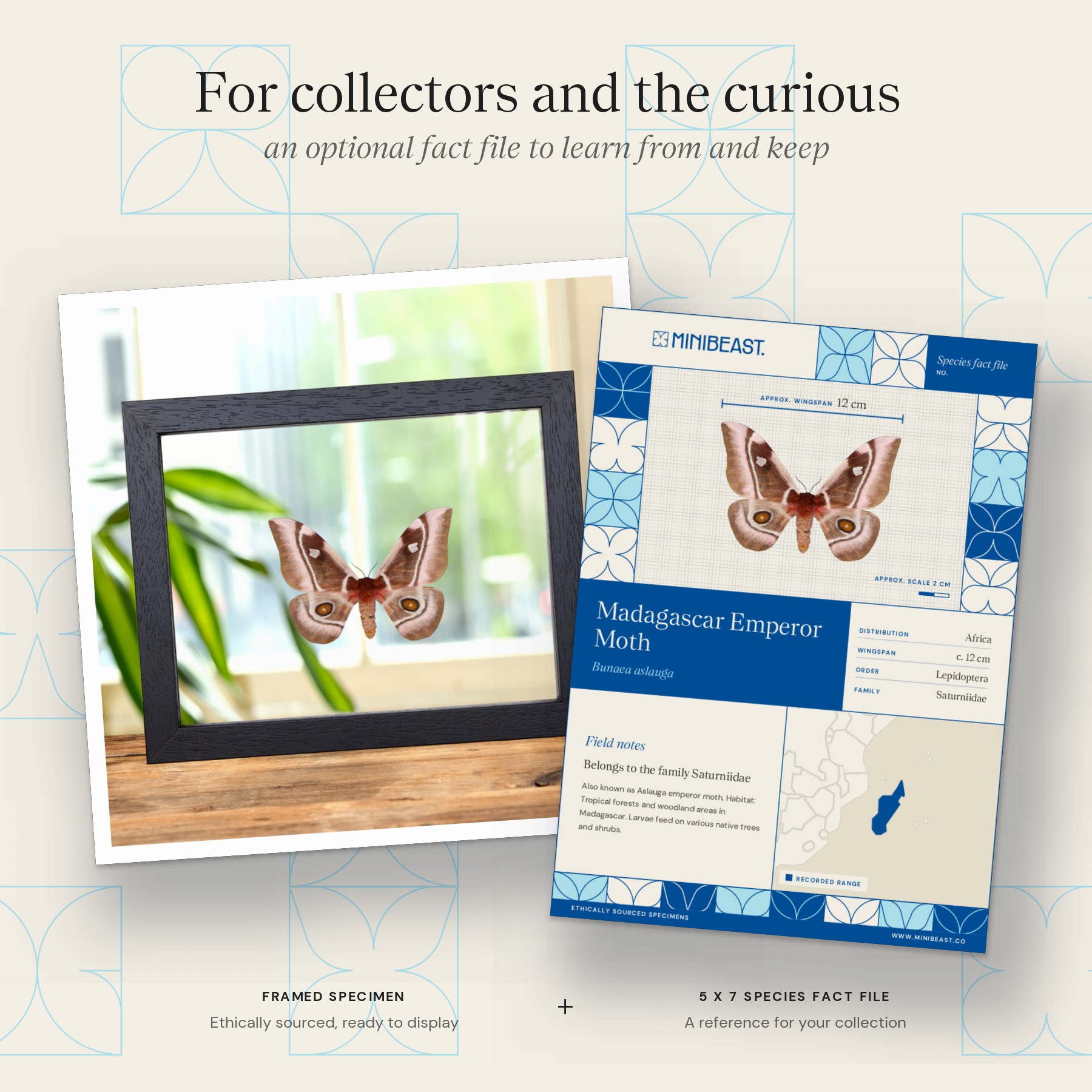 Minibeast Madagascar Emperor moth In Clear Glass Frame (Bunaea aslauga)