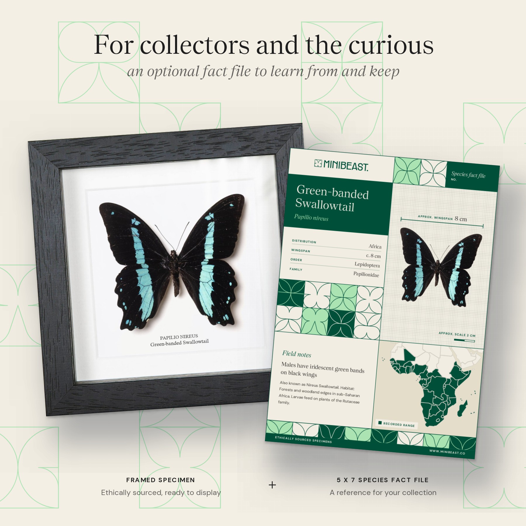 Minibeast Green-banded Swallowtail Butterfly In Box Frame (Papilio nireus)