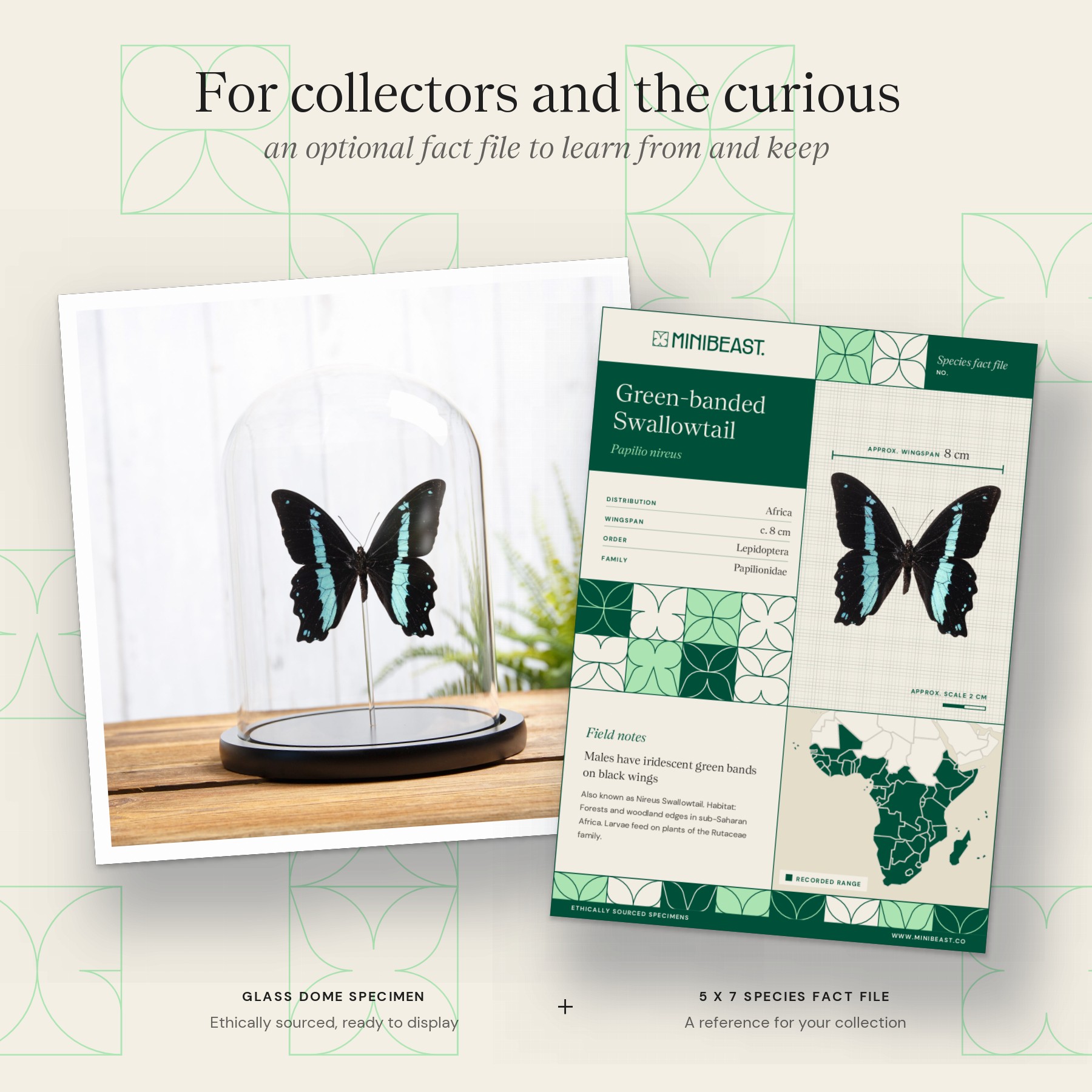 Minibeast Green-banded Swallowtail Butterfly In Glass Dome with Wooden Base (Papilio nireus)