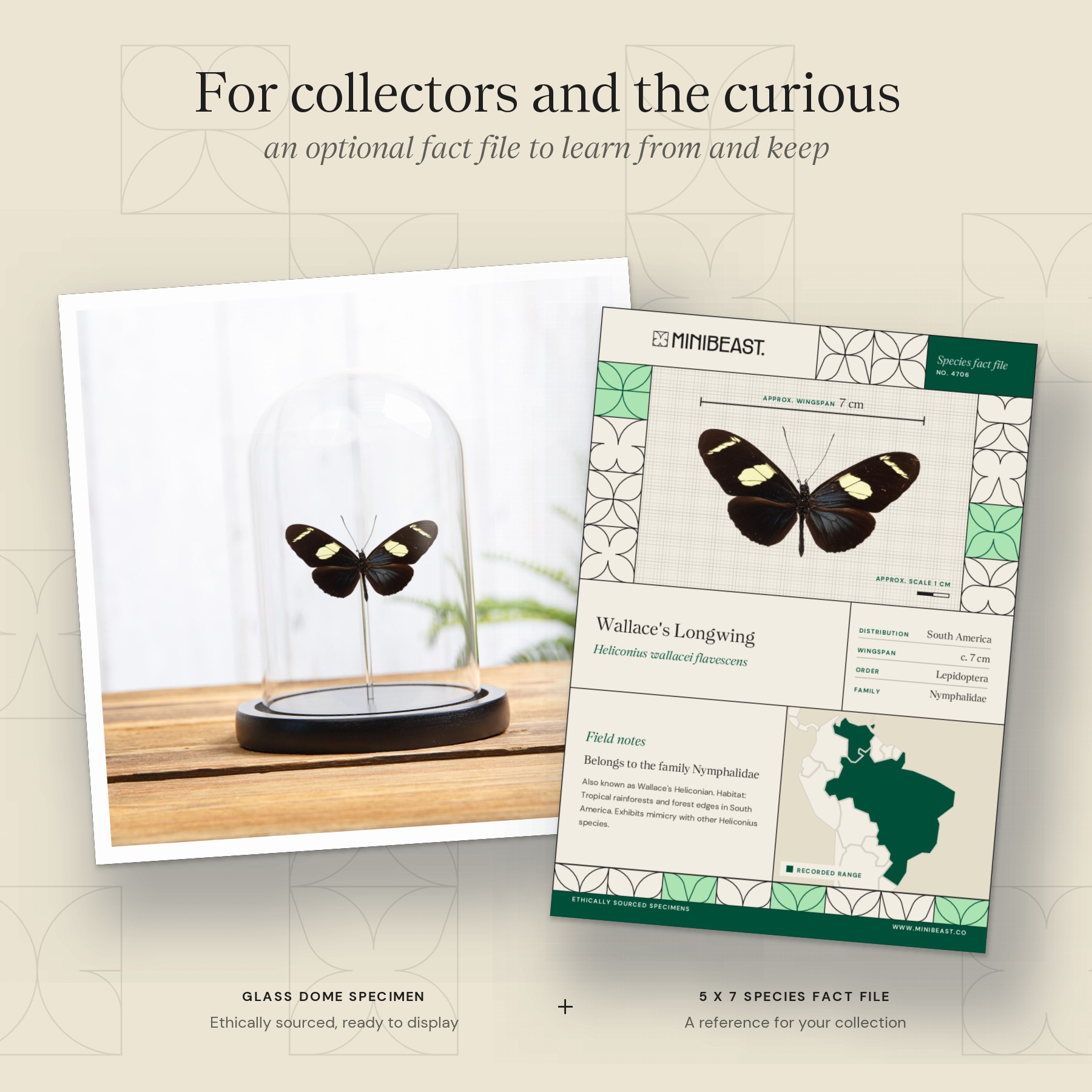 Minibeast Wallace's Longwing Butterfly In Glass Dome with Wooden Base (Heliconius wallacei flavescens)