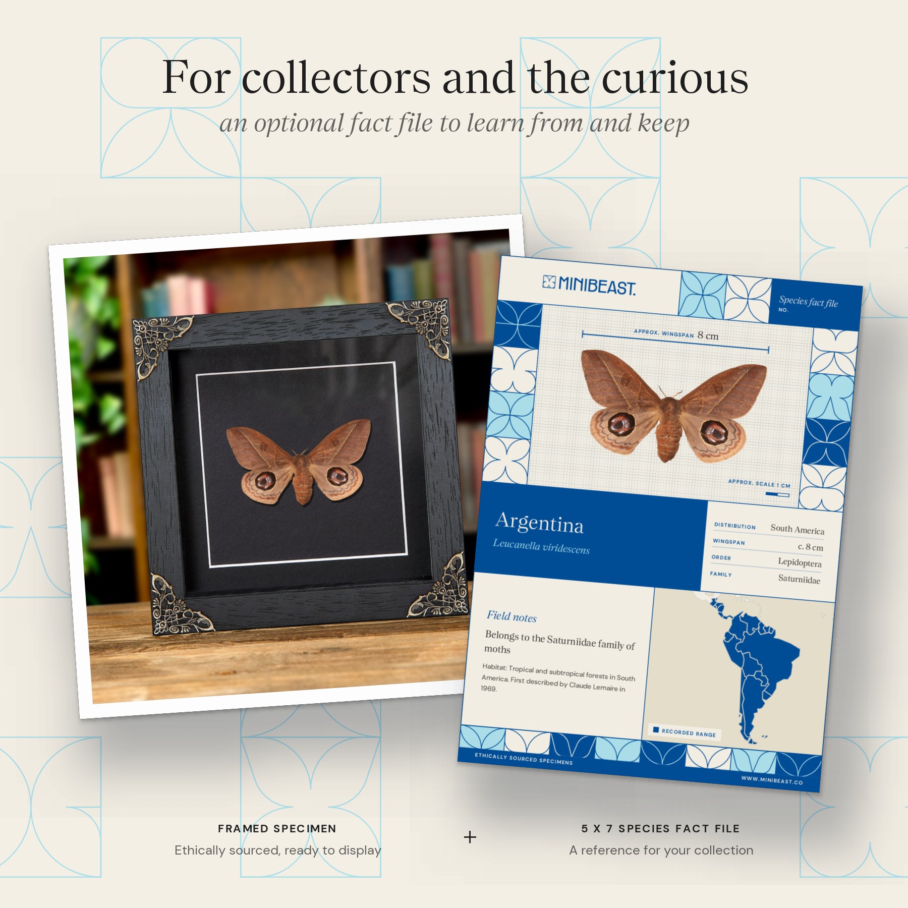 Minibeast Leucanella viridescens Moth In Baroque Style Frame from Argentina