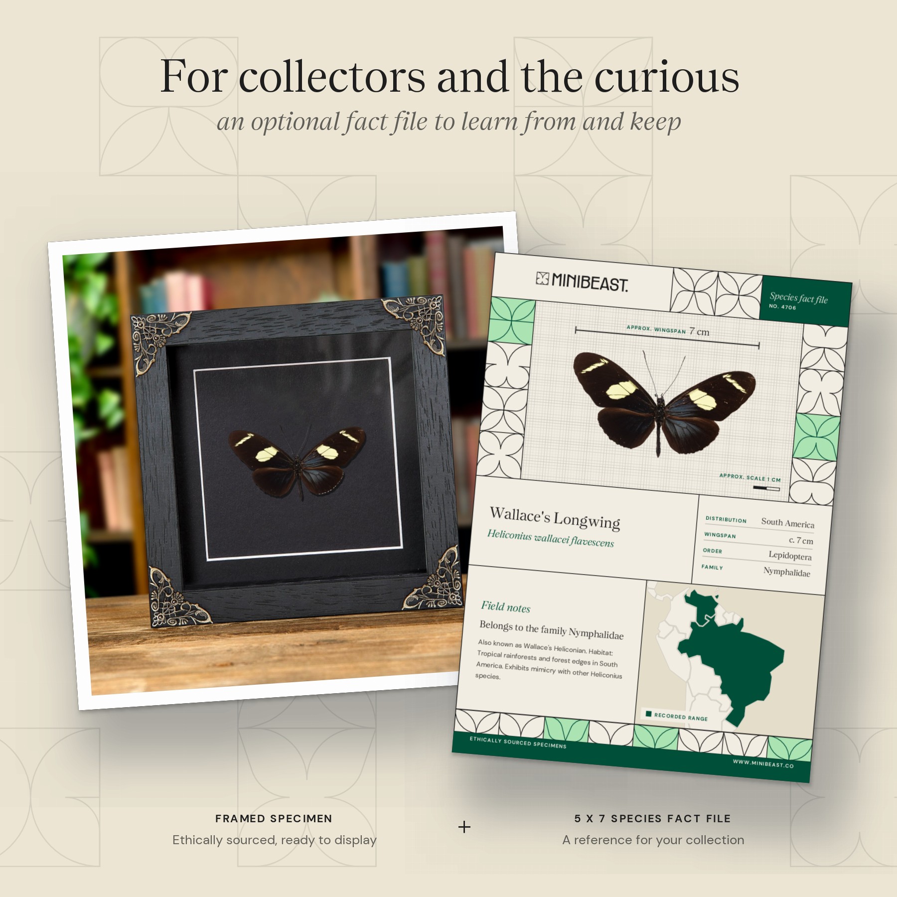 Minibeast Wallace's Longwing Butterfly In Baroque Style Frame (Heliconius wallacei flavescens)