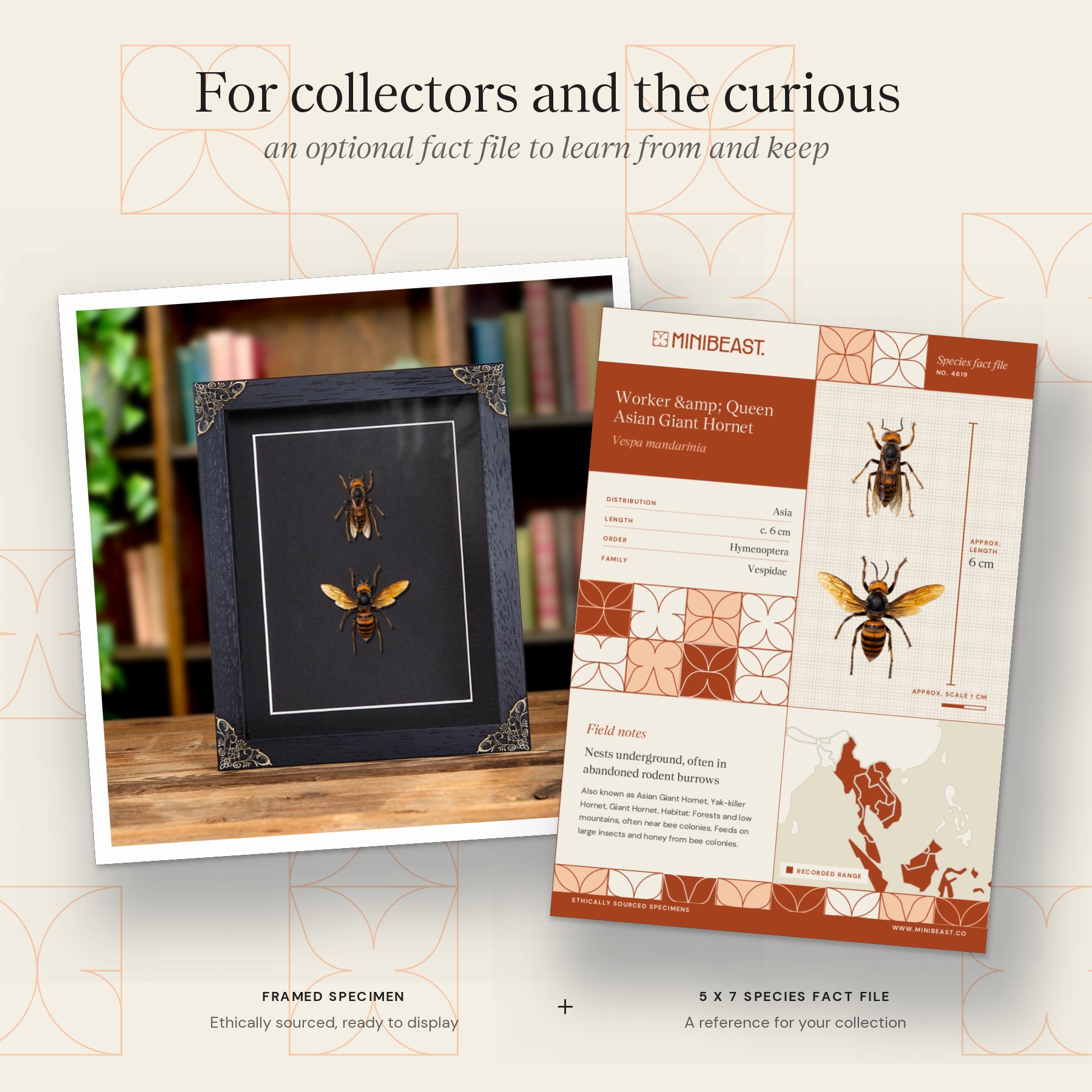 Minibeast Worker & Queen Asian Giant Hornet In Baroque Style Frame (Vespa mandarinia)