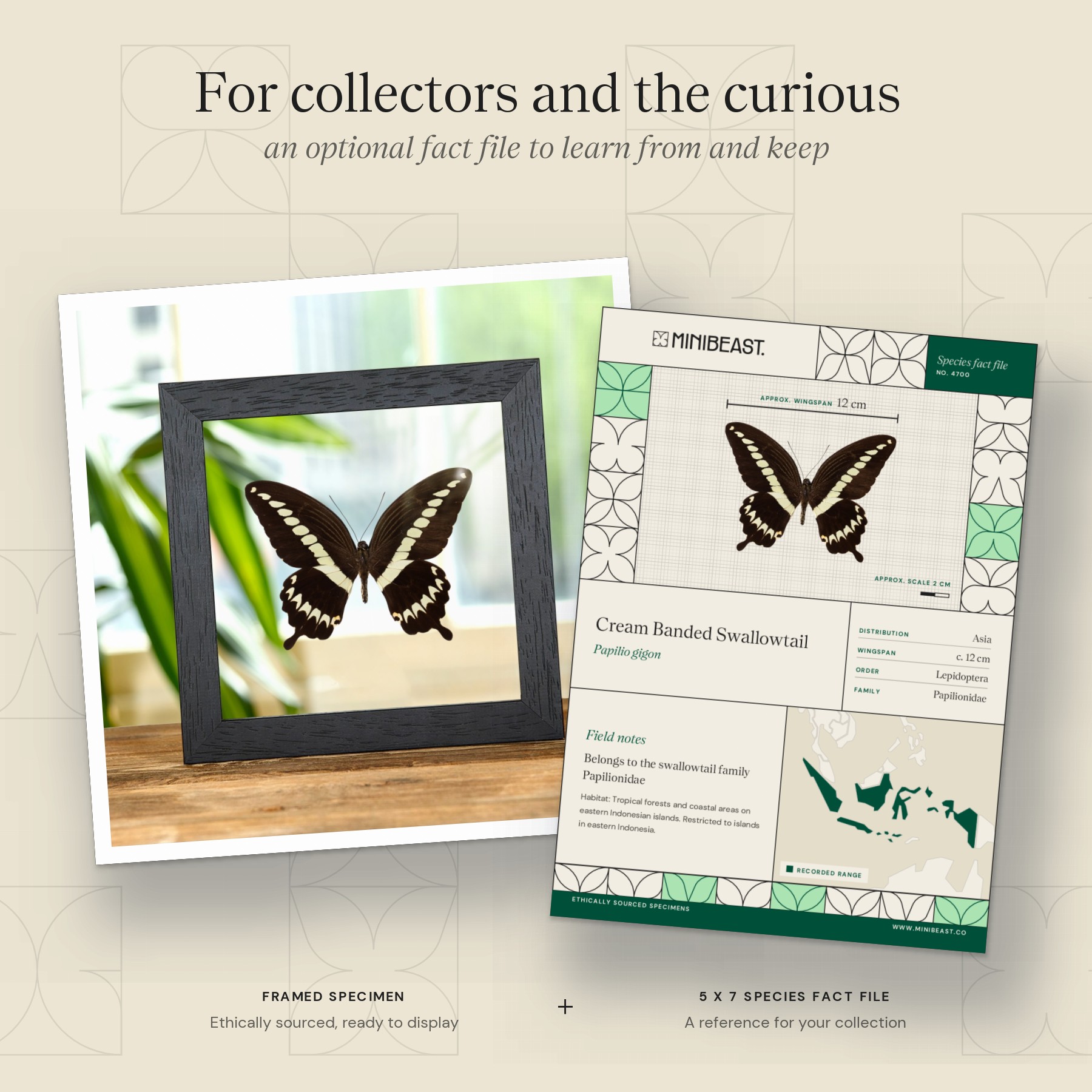 Minibeast Cream Banded Swallowtail Butterfly In Clear Glass Frame (Papilio gigon)