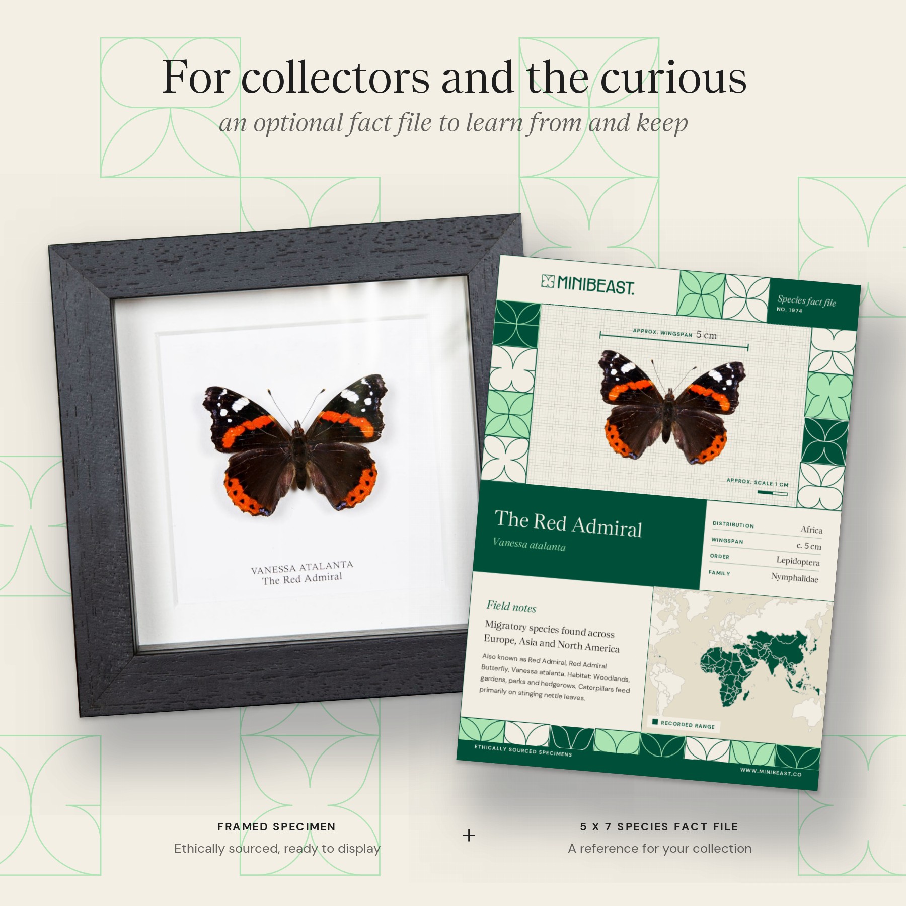 Minibeast The Red Admiral In Box Frame (Vanessa atalanta)