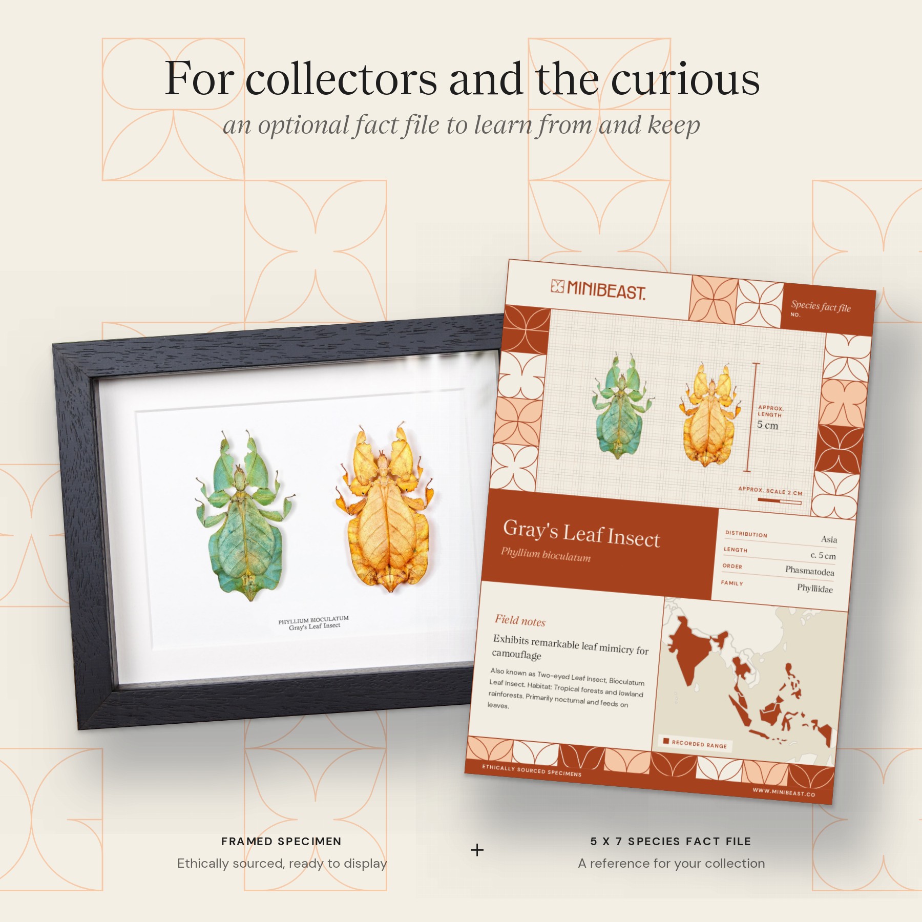 Minibeast Gray's Leaf Insect Green & Orange Pair In Box Frame (Phyllium bioculatum)
