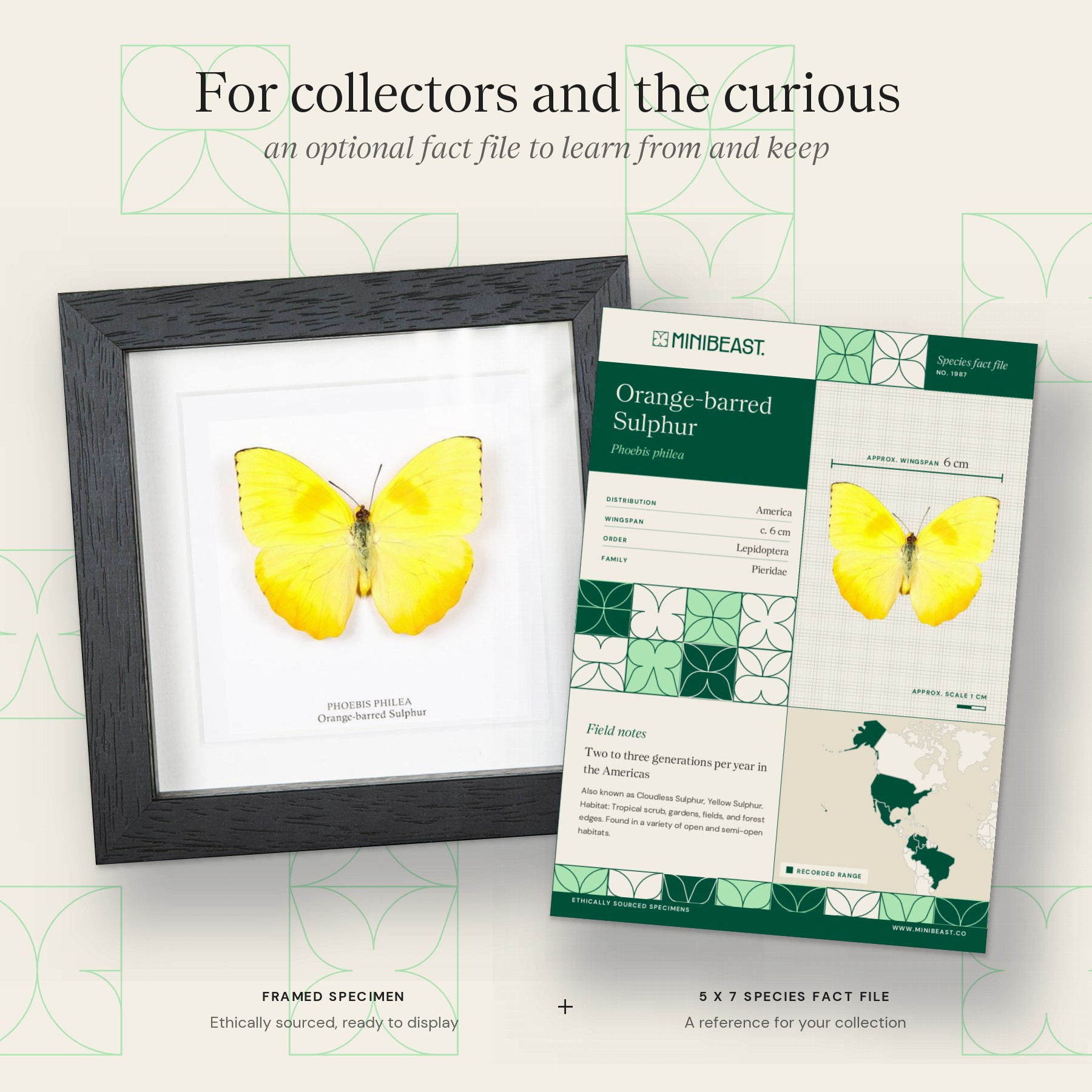 Minibeast Orange-barred Sulphur Butterfly In Box Frame (Phoebis philea)