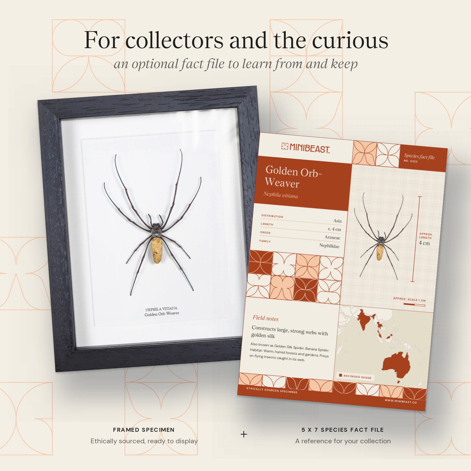 Minibeast Female Golden Orb-Weaver Spider In Box Frame (Nephila vitiana)