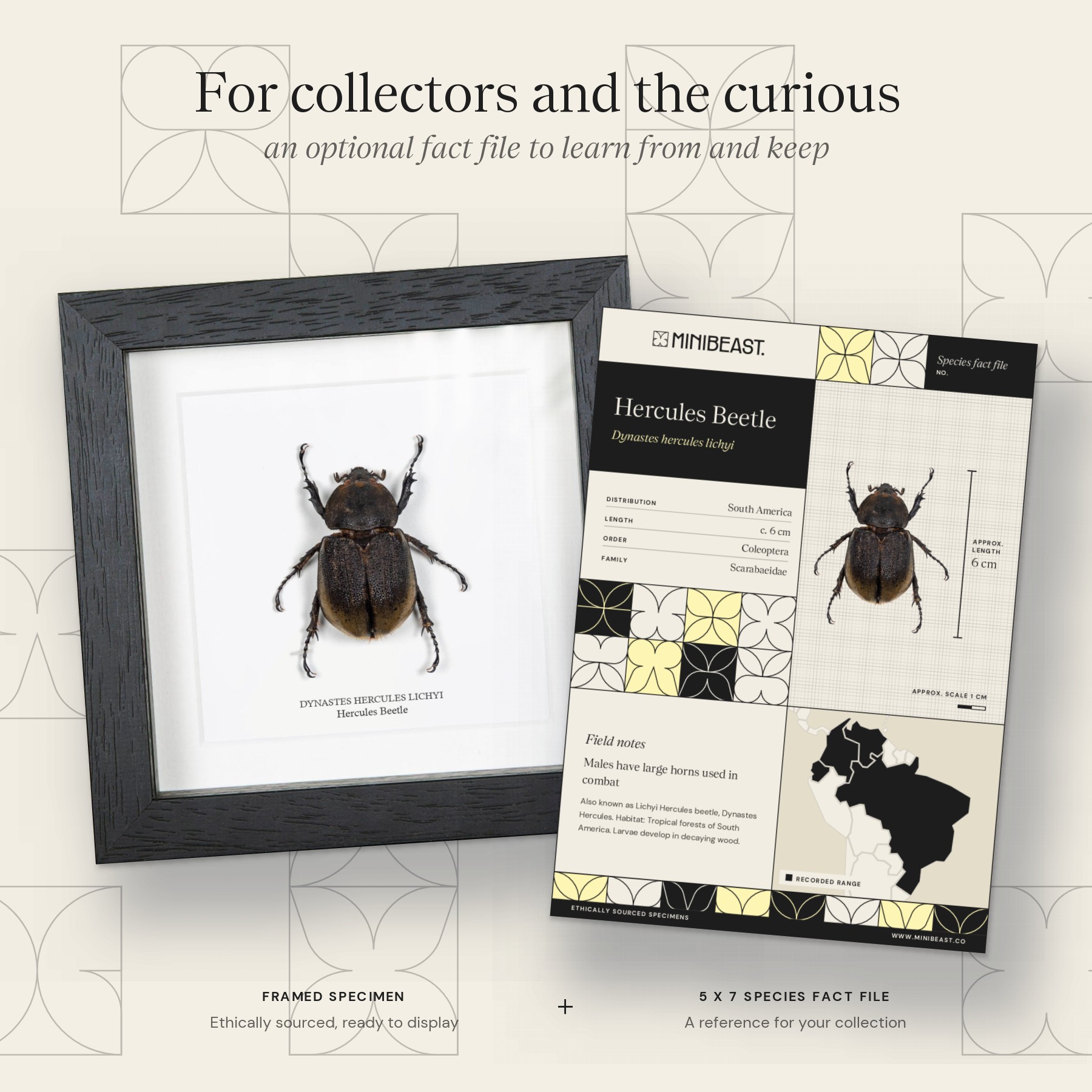 Minibeast Female Hercules Beetle In Box Frame (Dynastes hercules lichyi)