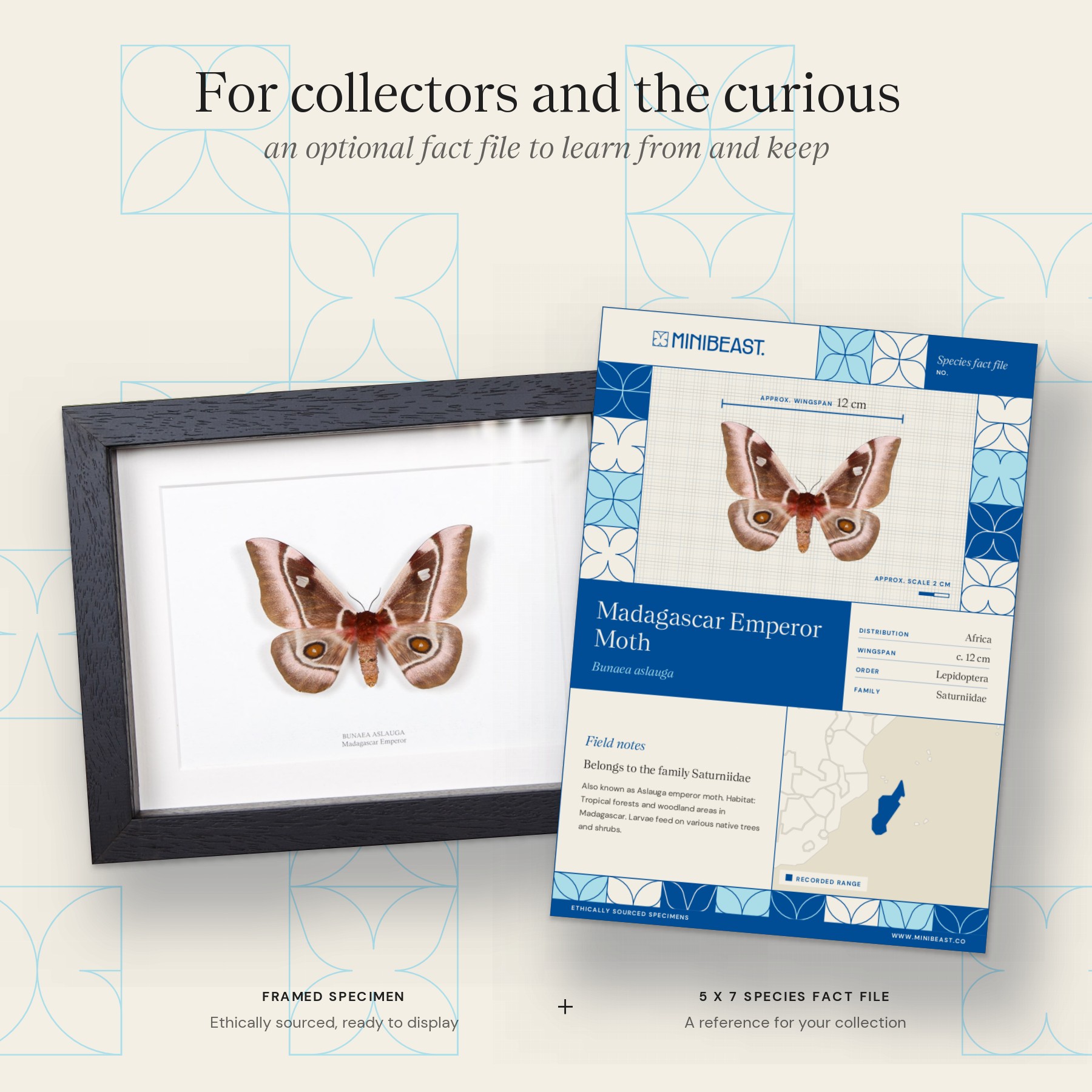 Minibeast Madagascar Emperor moth In Box Frame (Bunaea aslauga)