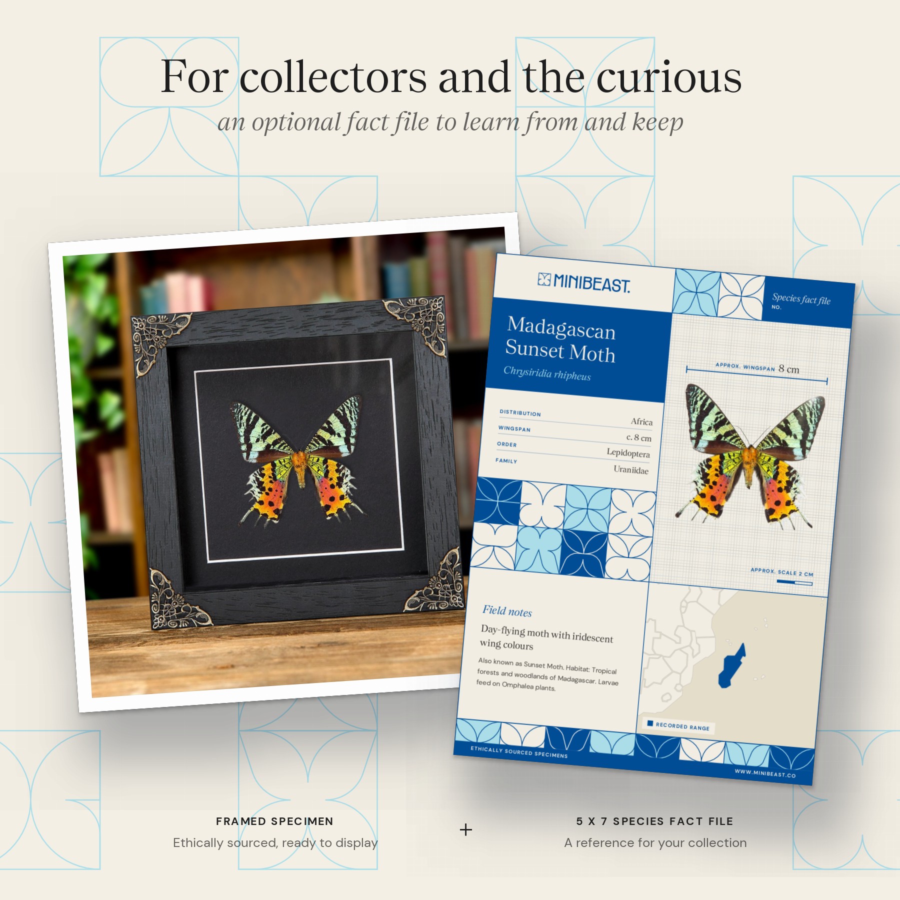 Minibeast Sunset Moth Ventral Side In Baroque Style Frame (Chrysiridia rhipheus)