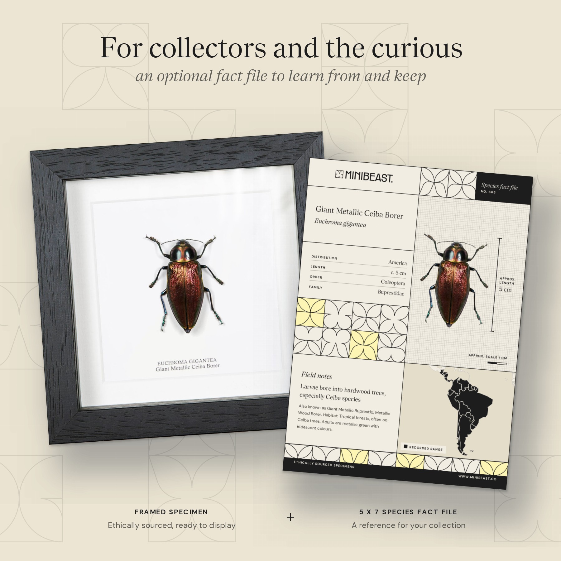 Minibeast Giant Metallic Ceiba Borer In Box Frame (Euchroma gigantea)