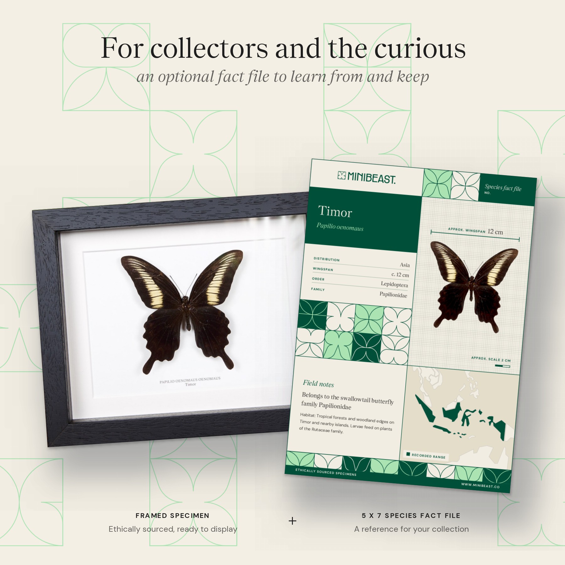 Minibeast Papilio oenomaus In Box Frame (Papilio oenomaus)