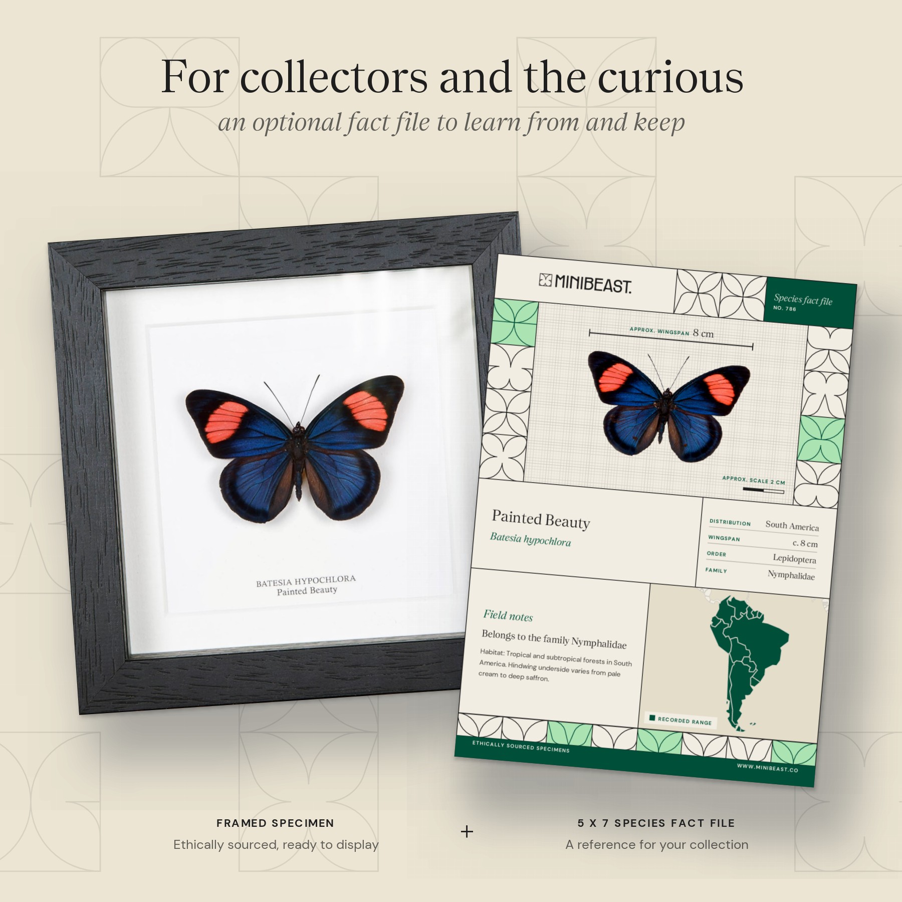 Minibeast Painted Beauty Butterfly In Box Frame (Batesia hypochlora)