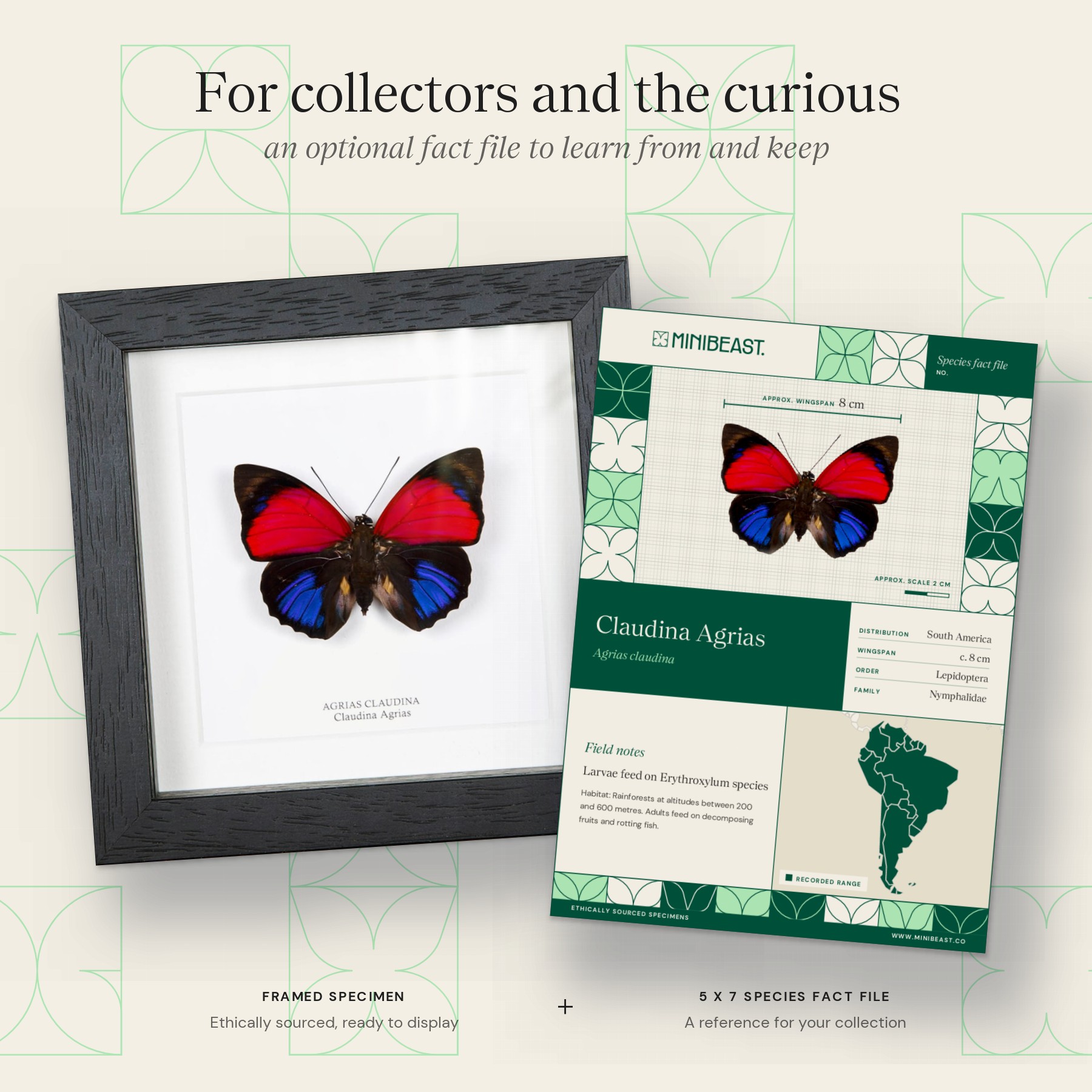 Claudina Agrias Butterfly In Box Frame (Agrias claudina) Minibeast Claudina Agrias Butterfly In Box Frame (Agrias claudina)