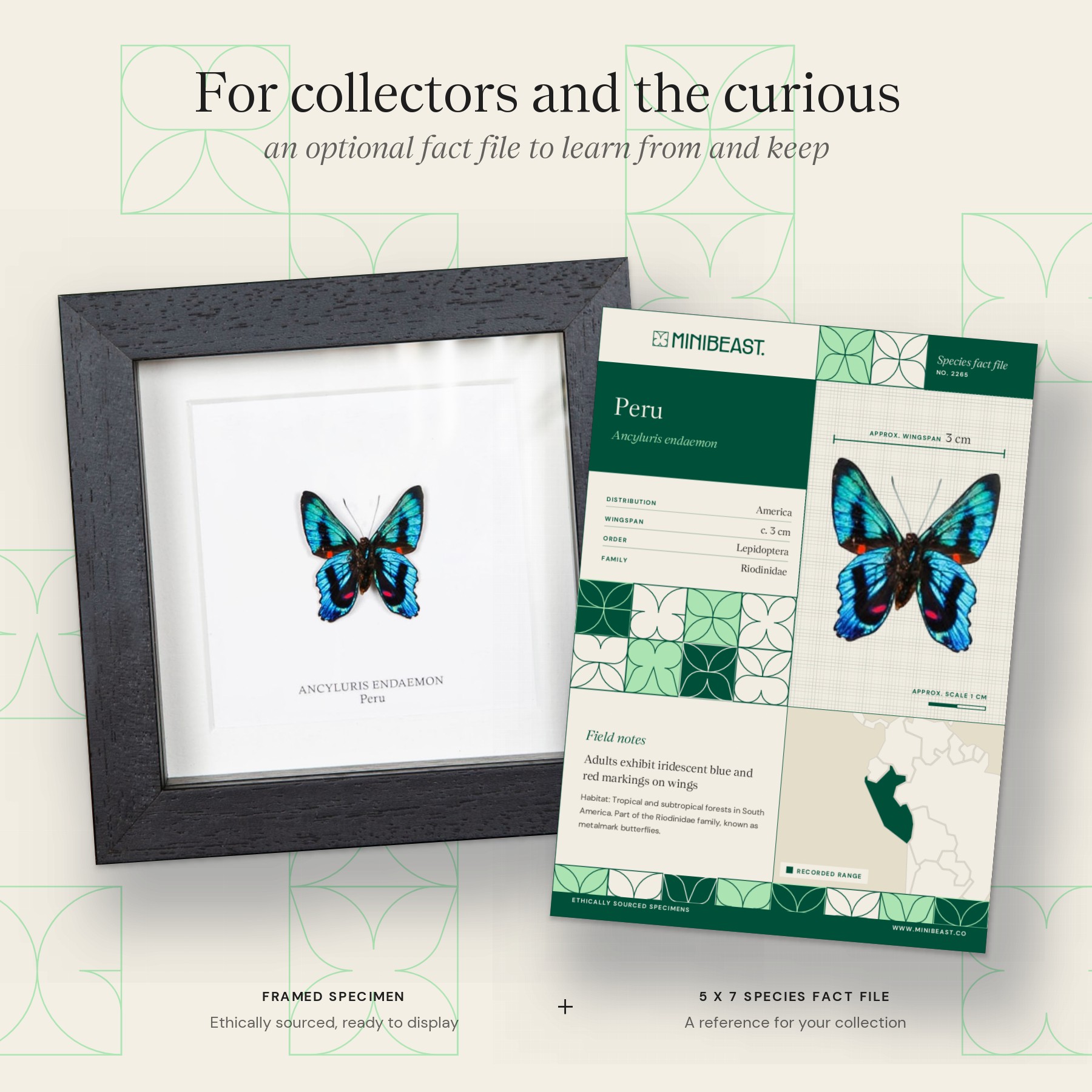 Minibeast Ancyluris endaemon Butterfly Ventral Side In Box Frame