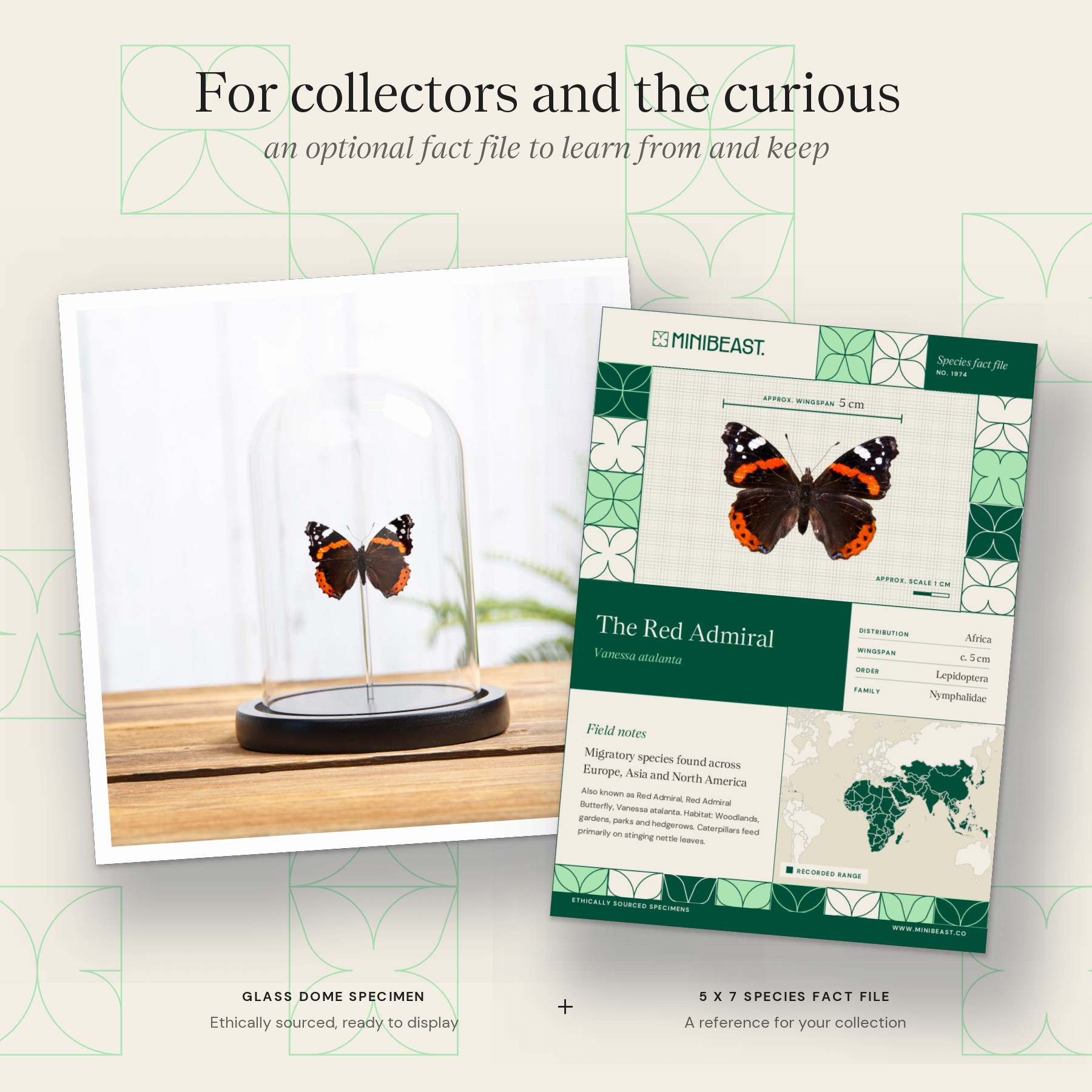 Minibeast The Red Admiral In Glass Dome (Vanessa atalanta)