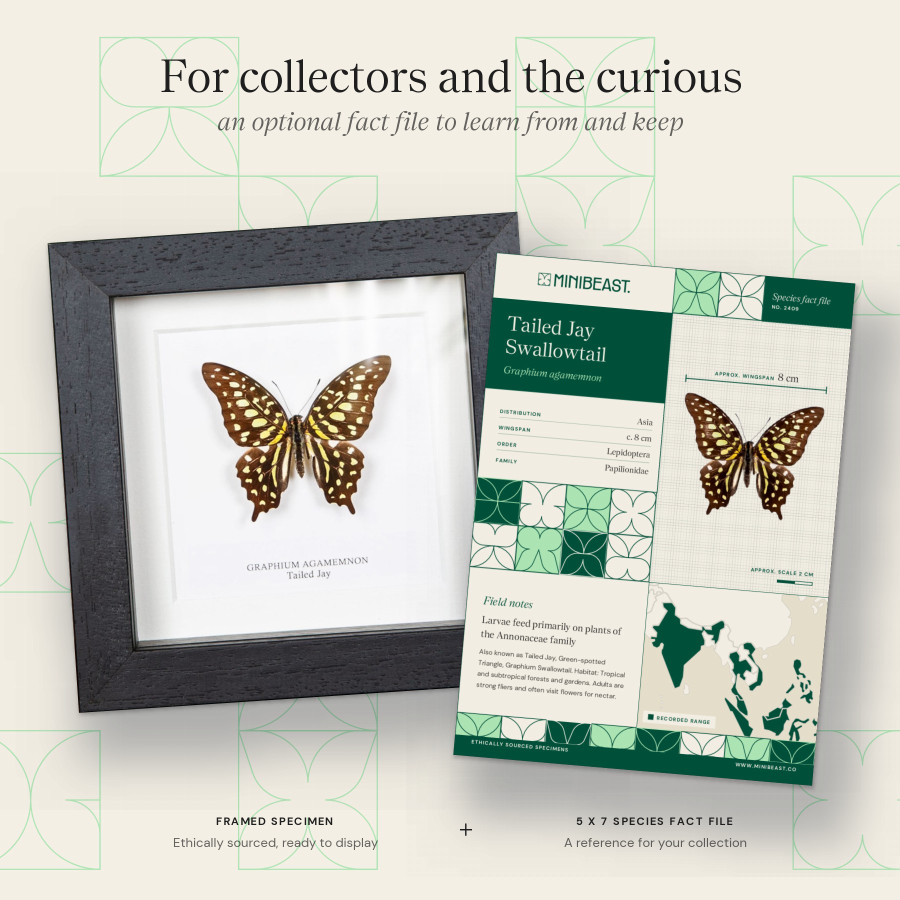 Minibeast Tailed Jay Swallowtail In Box Frame (Graphium agamemnon)
