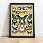 Minibeast Vintage Entomology Giclee Print (Butterflies & Moths Plate 2 From 1907)