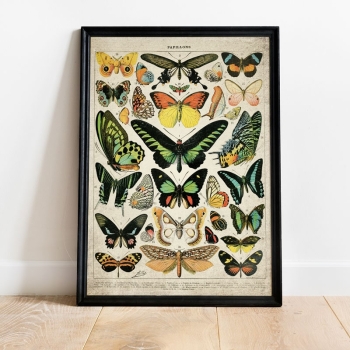 Vintage Entomology Giclee Print (Butterflies & Moths Plate 2 From 1907)