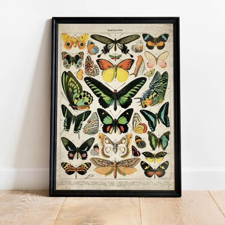 Vintage Entomology Giclee Print (Butterflies & Moths Plate 2 From 1907)