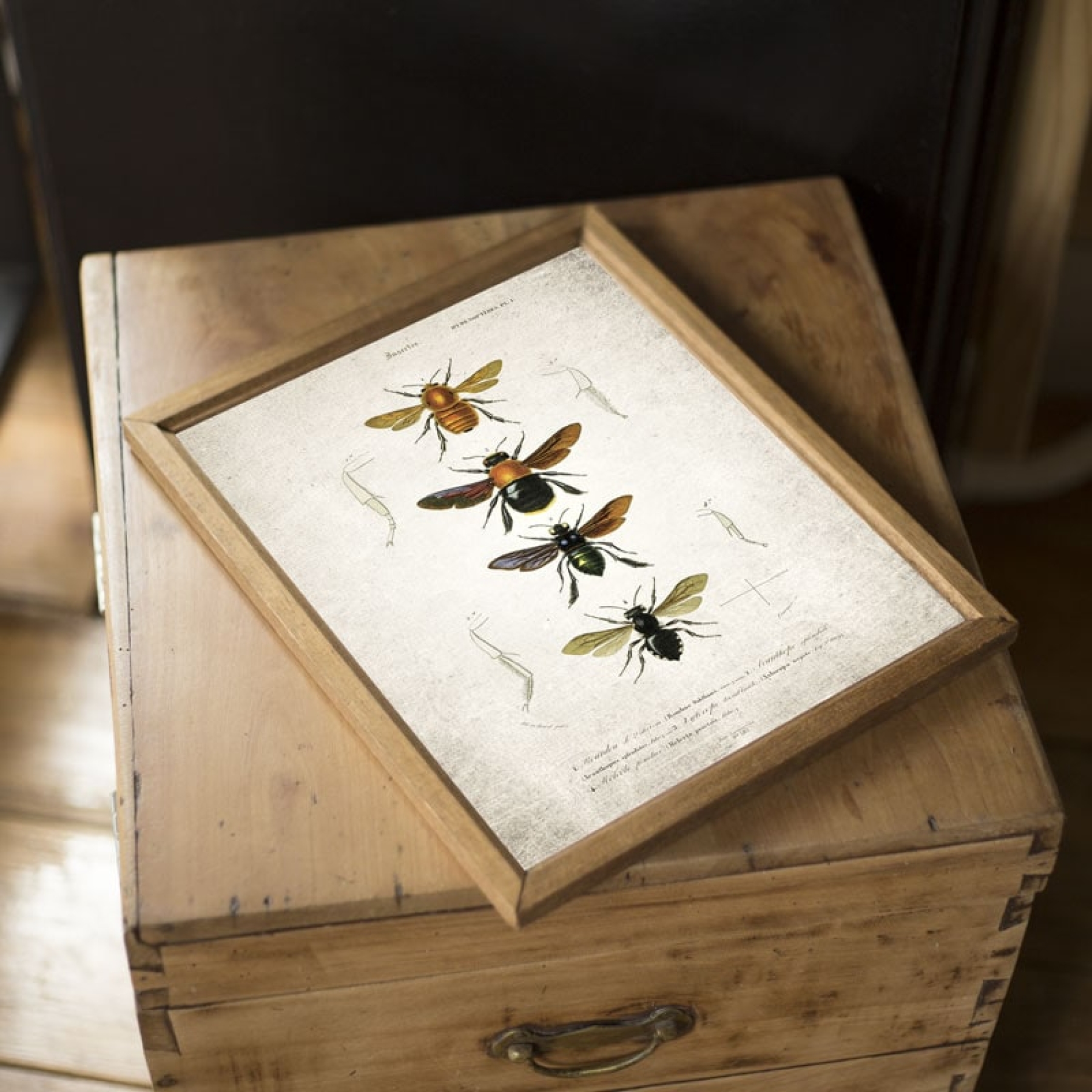 Vintage Entomology Giclee Print (Bees Plate From 1907) Vintage Entomology Giclee Print (Bees Plate From 1907)