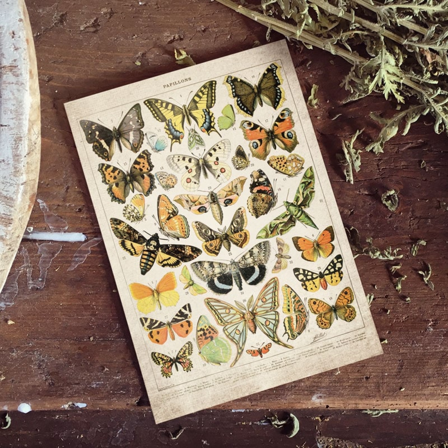 Vintage Entomology Giclee Print (Butterflies & Moths Plate From 1907)