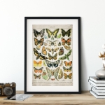 Minibeast Vintage Entomology Giclee Print (Butterflies & Moths Plate From 1907)