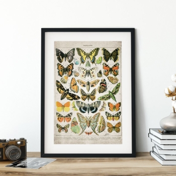 Vintage Entomology Giclee Print (Butterflies & Moths Plate From 1907)